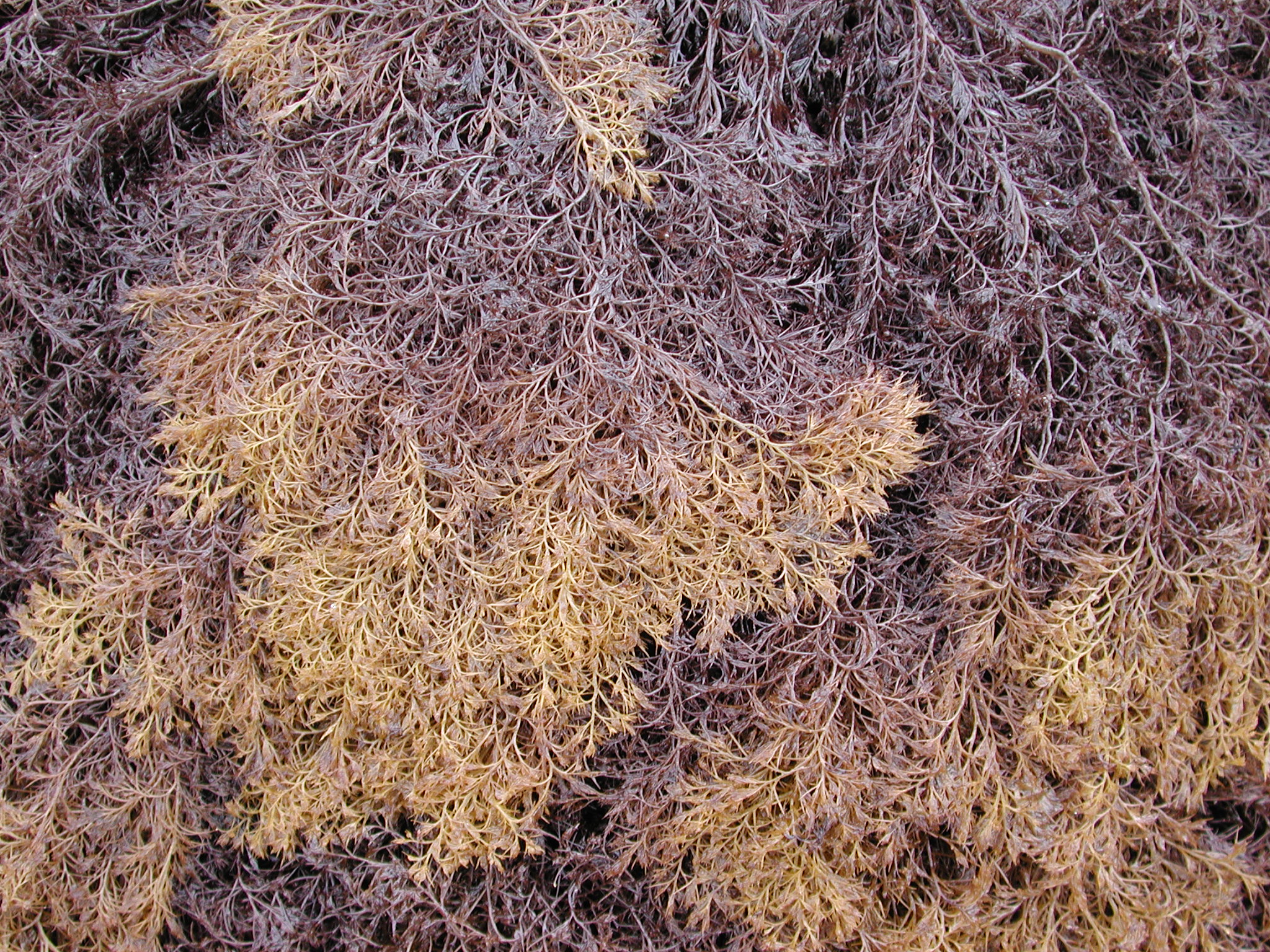 Odonthalia floccosa – M. Lindeberg · Kodiak Archipelago · May 2005
