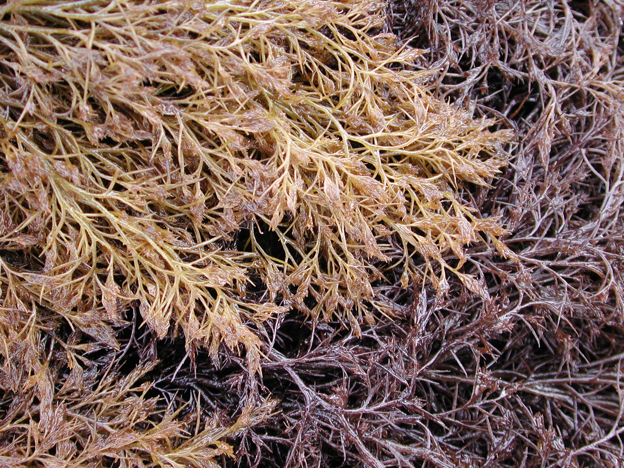 Odonthalia floccosa – M. Lindeberg · Kodiak Archipelago · May 2005