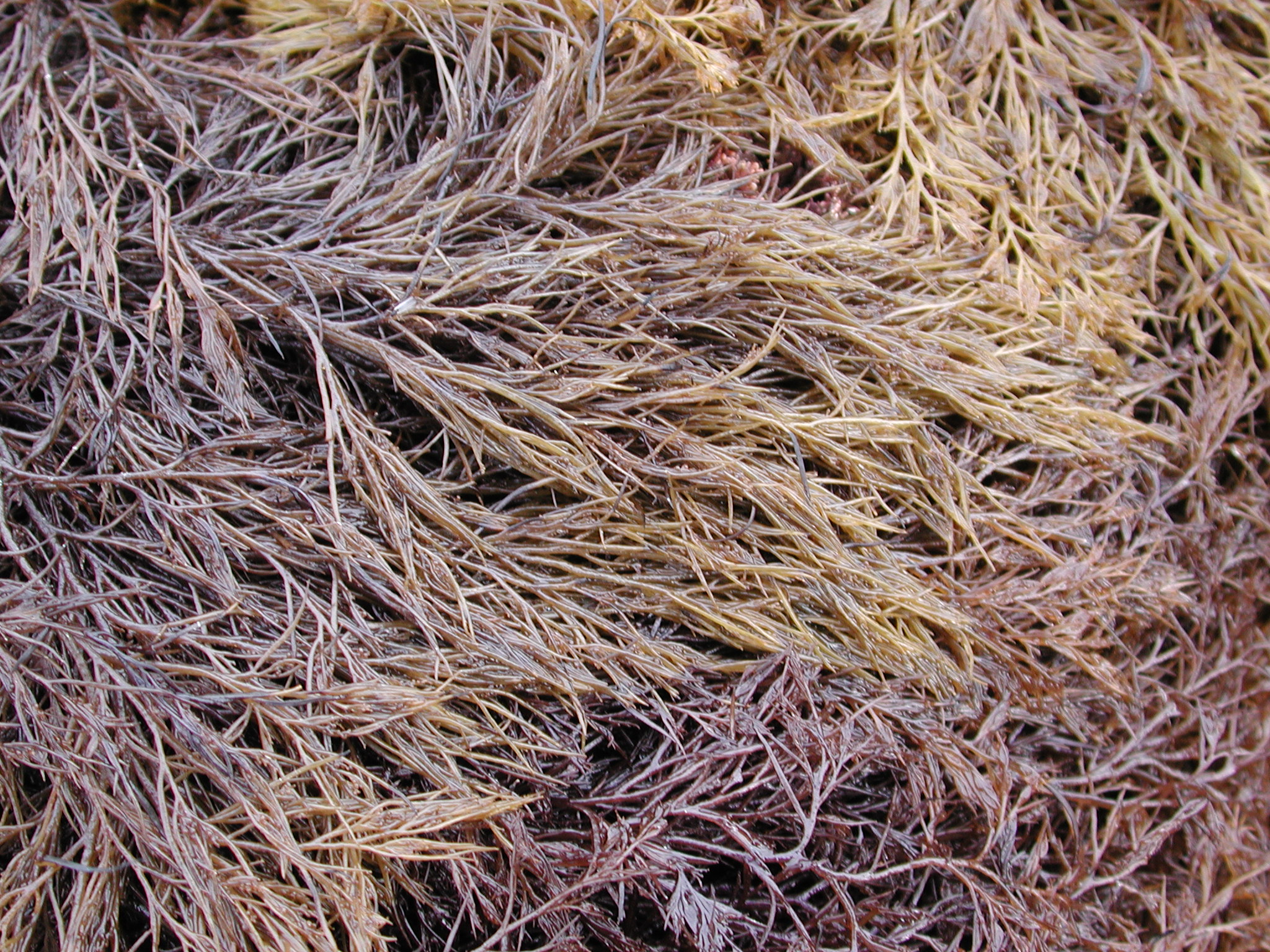 Odonthalia floccosa – M. Lindeberg · Kodiak Archipelago · May 2005