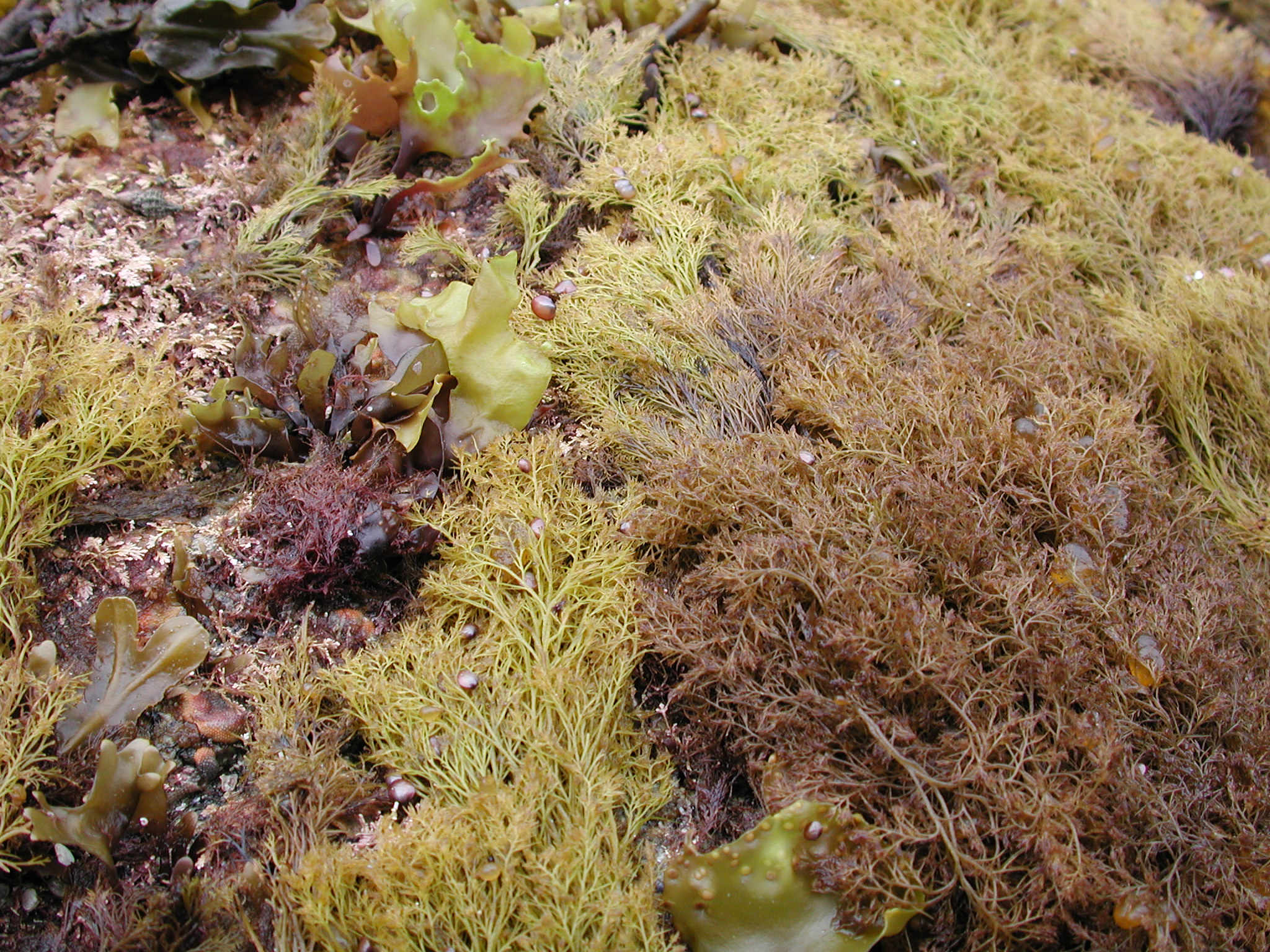 Odonthalia floccosa – M. Lindeberg · Kenai Peninsula · July 2002