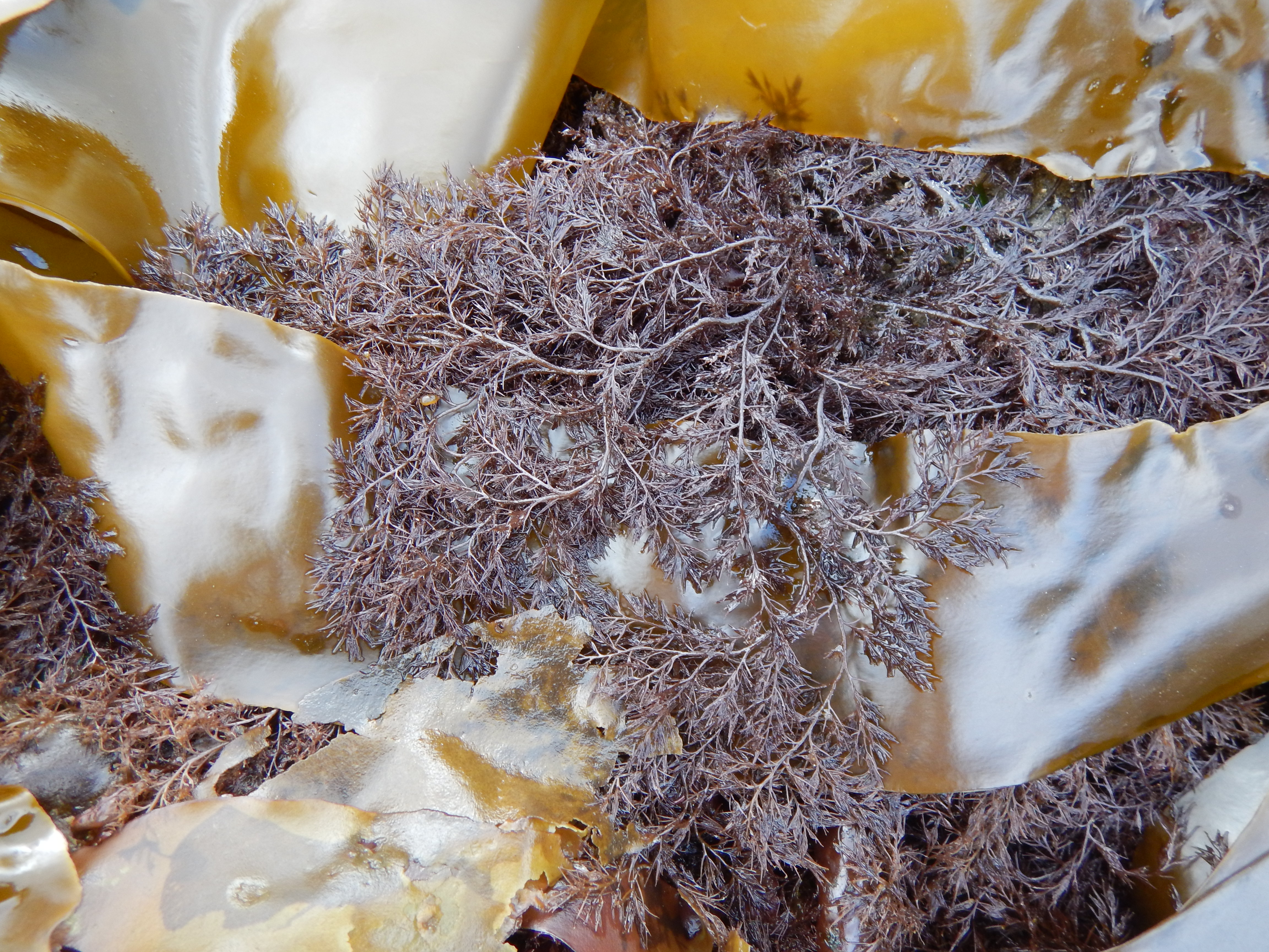 Odonthalia floccosa – M. Lindeberg · Alaska Peninsula · May 2016
