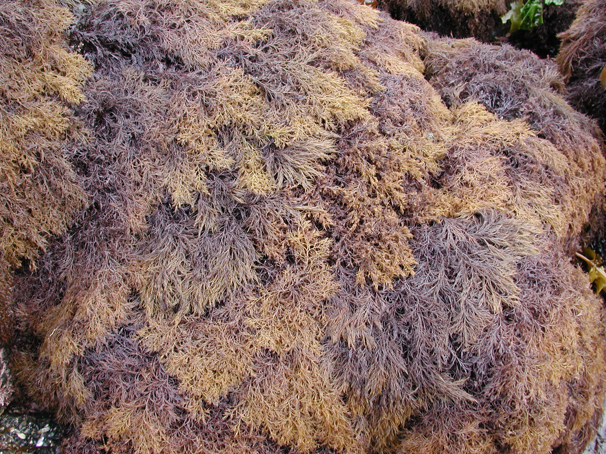 Odonthalia floccosa – M. Lindeberg · Kodiak Archipelago · May 2005