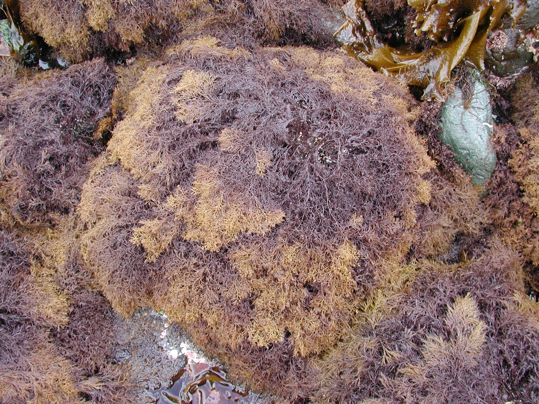 Odonthalia floccosa – M. Lindeberg · Kodiak Archipelago · May 2005