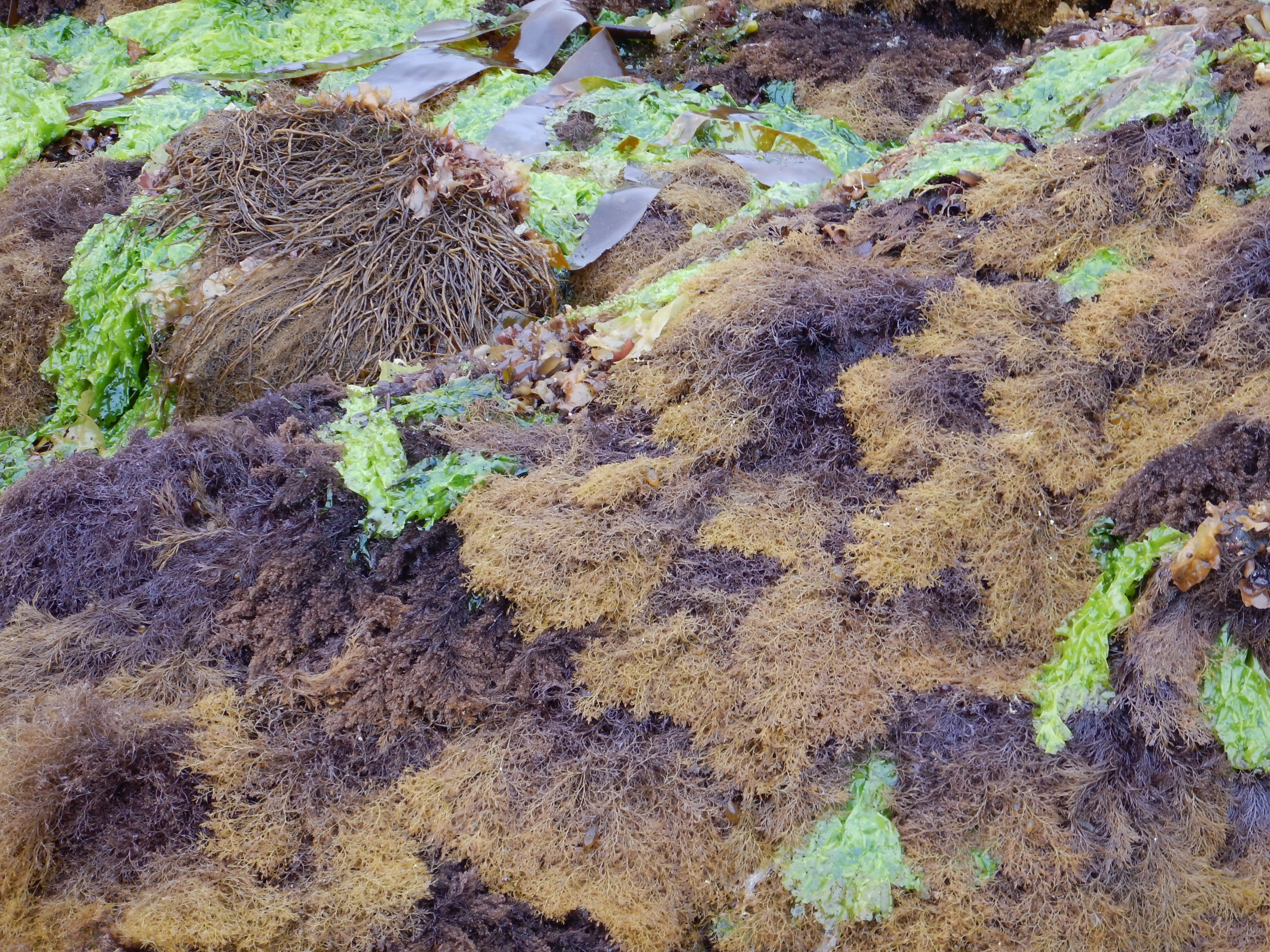 Odonthalia floccosa – M. Lindeberg · Kenai Peninsula · June 2014