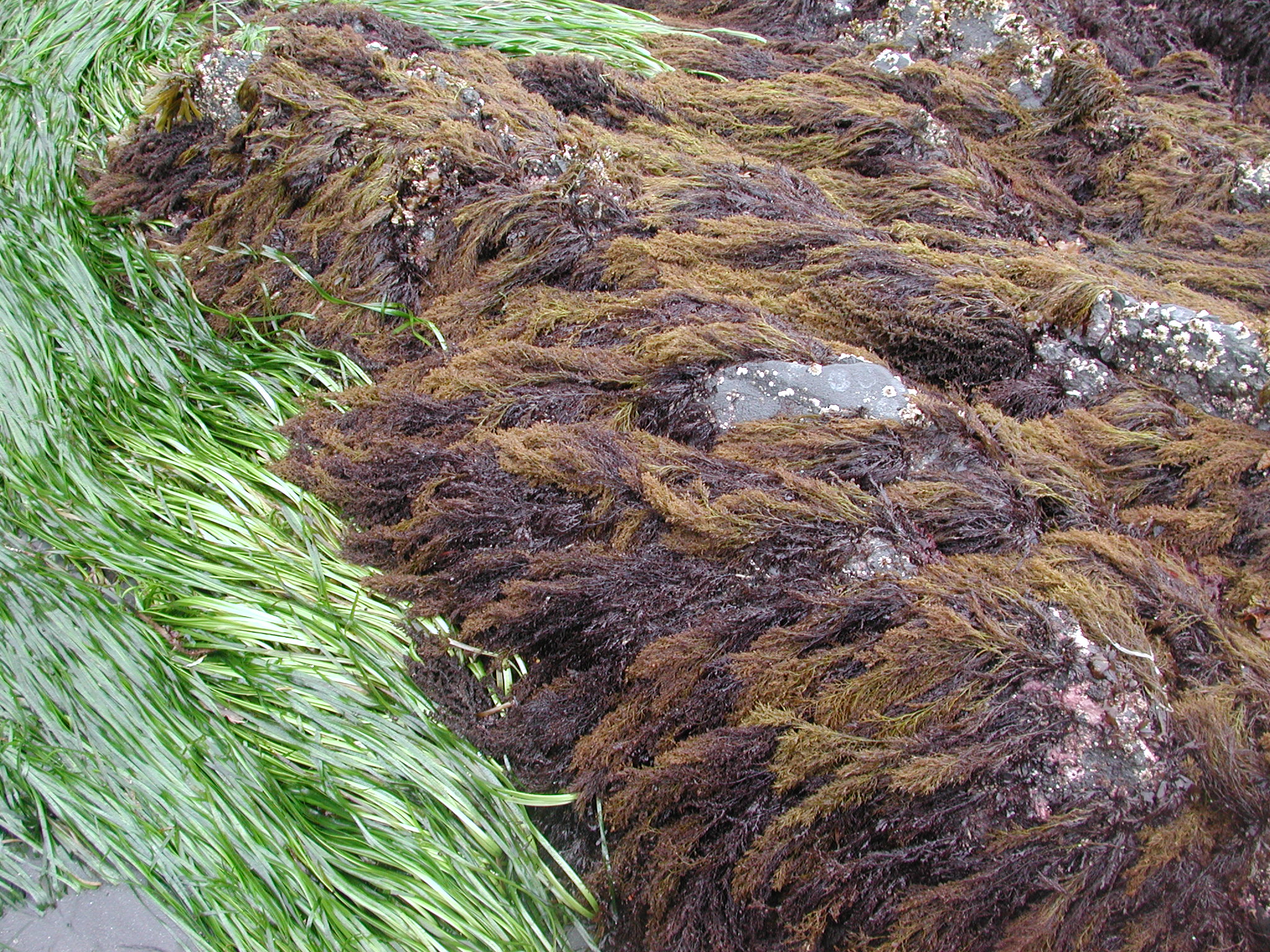 Odonthalia floccosa – M. Lindeberg · Kodiak Archipelago · June 2005