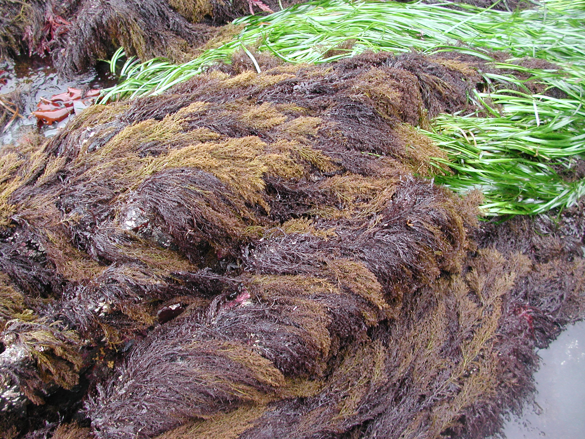 Odonthalia floccosa – M. Lindeberg · Kodiak Archipelago · June 2005
