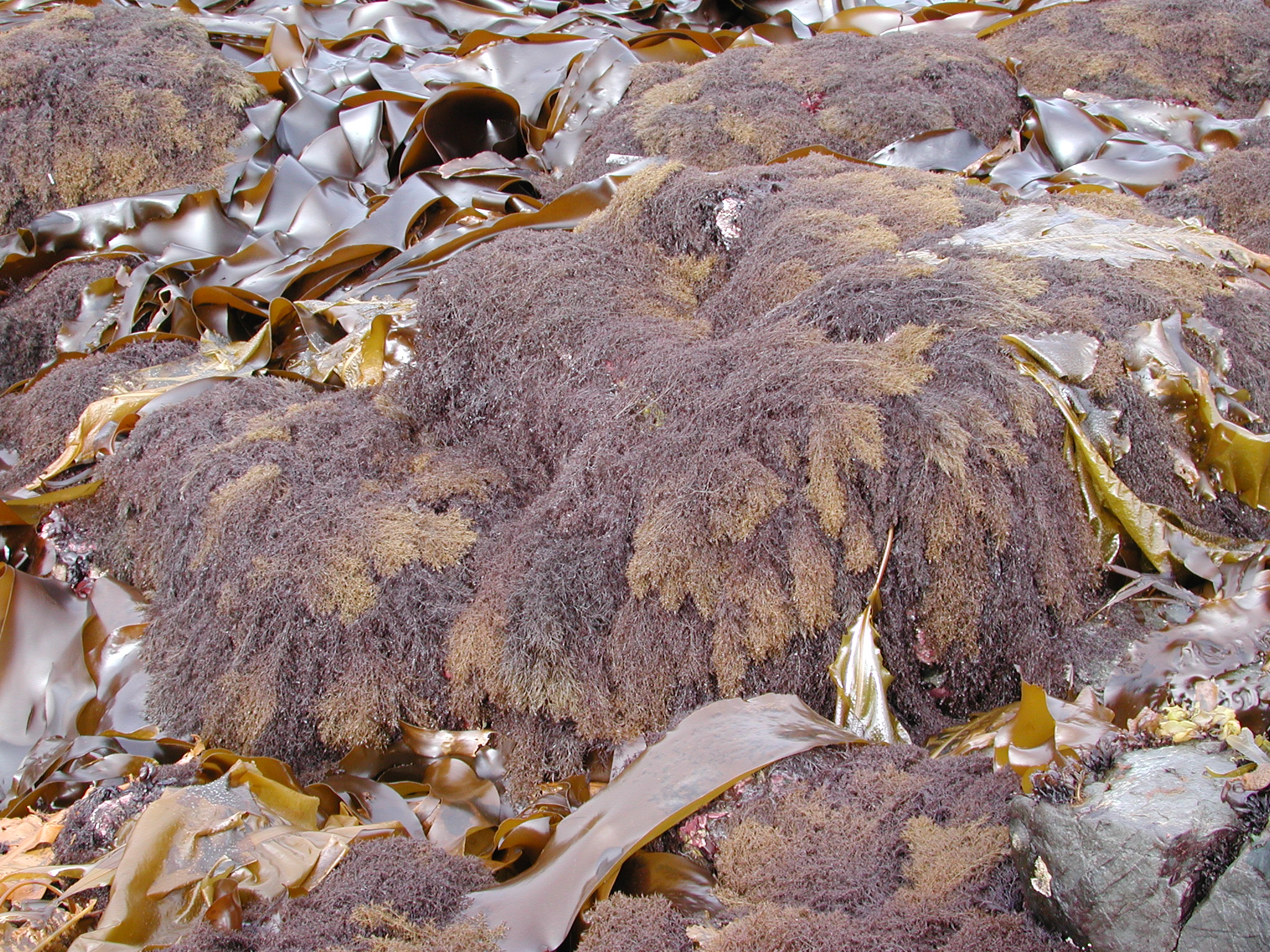 Odonthalia floccosa – M. Lindeberg · Kodiak Archipelago · June 2005