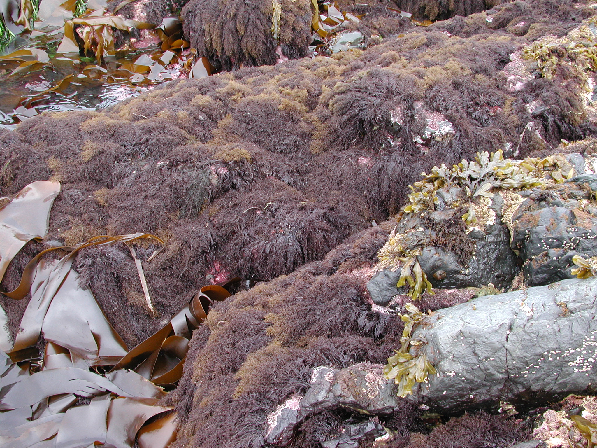 Odonthalia floccosa – M. Lindeberg · Kodiak Archipelago · June 2005