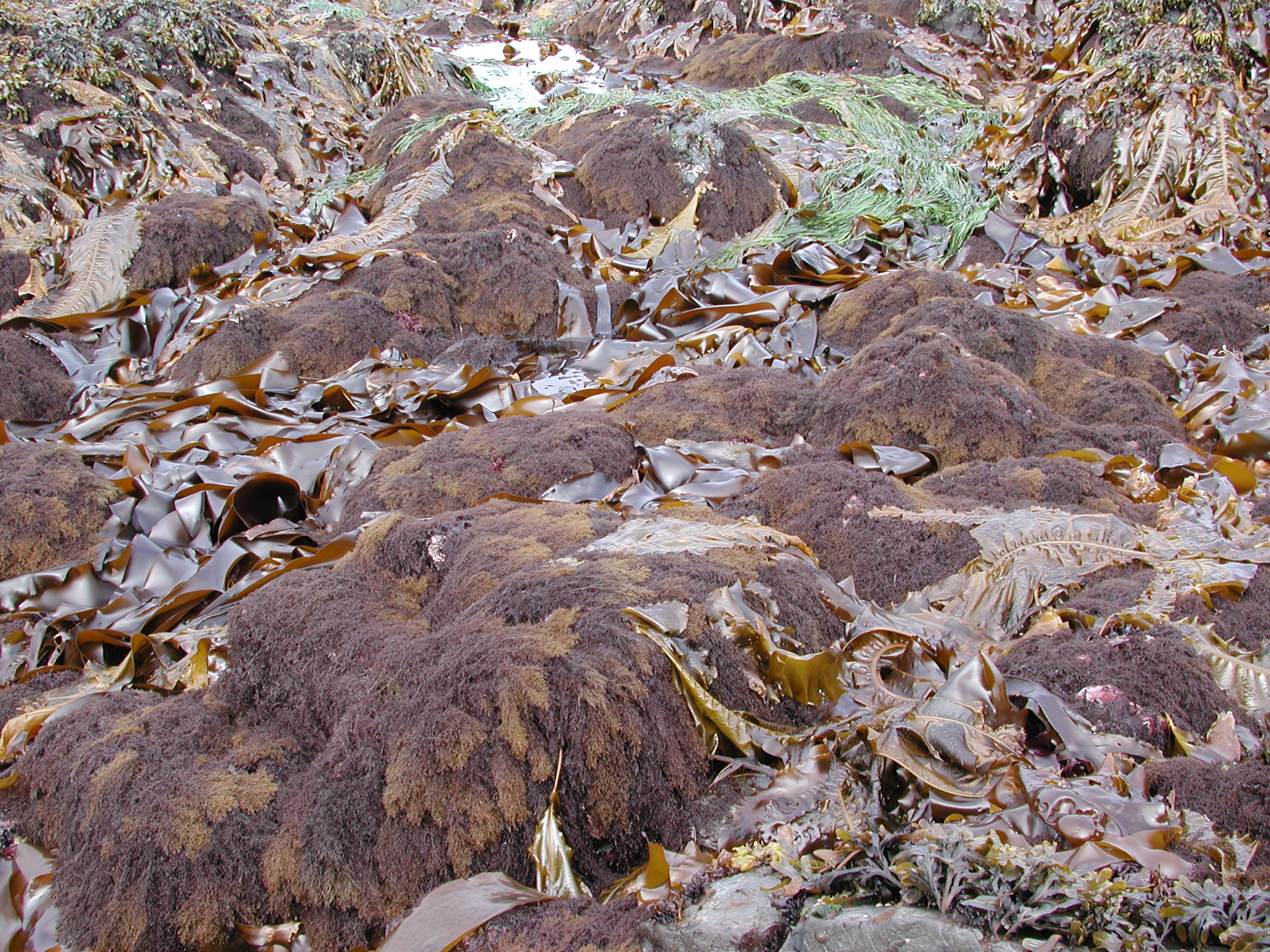 Odonthalia floccosa – M. Lindeberg · Kodiak Archipelago · June 2005