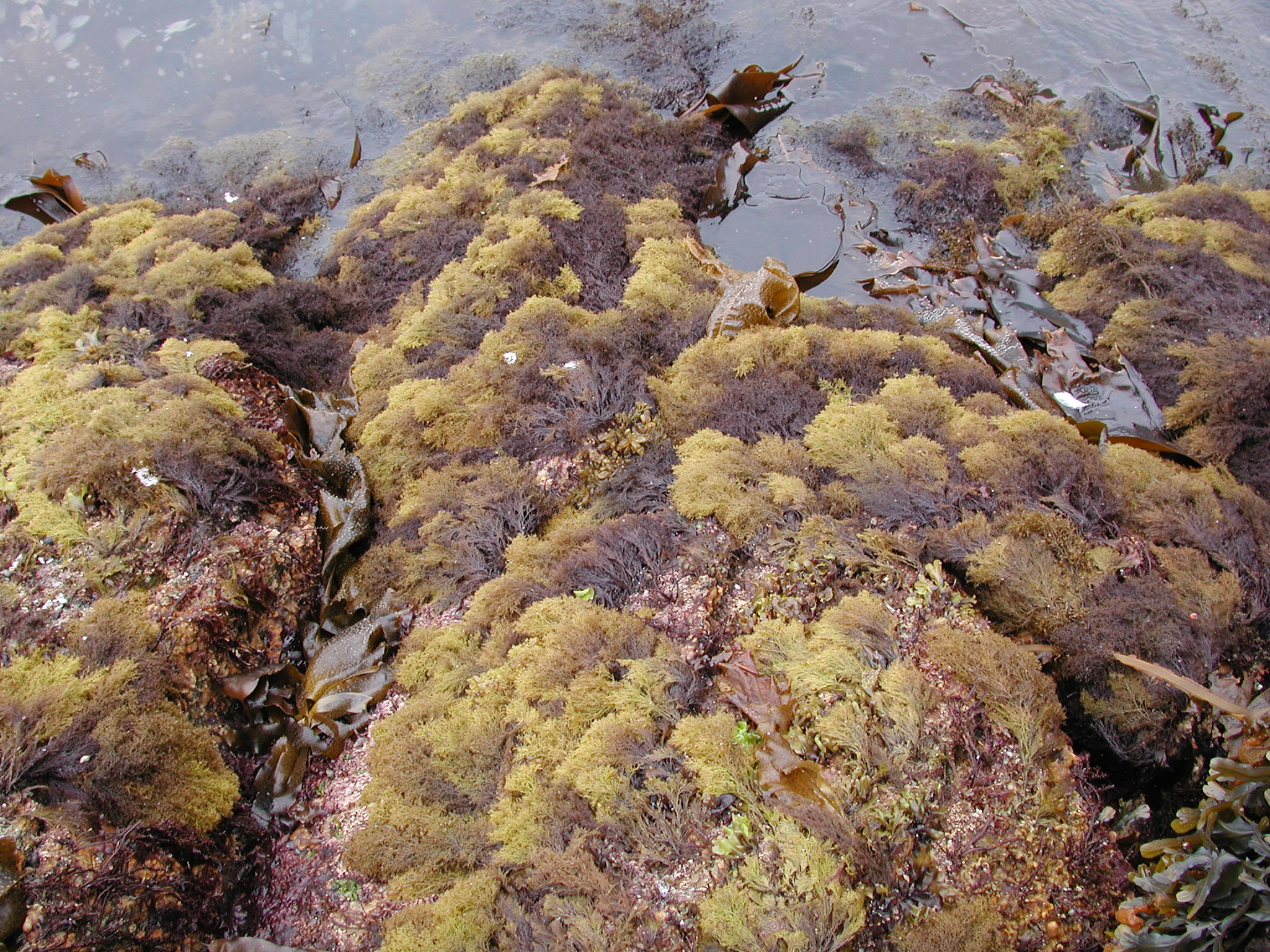 Odonthalia floccosa – M. Lindeberg · Kenai Peninsula · July 2002