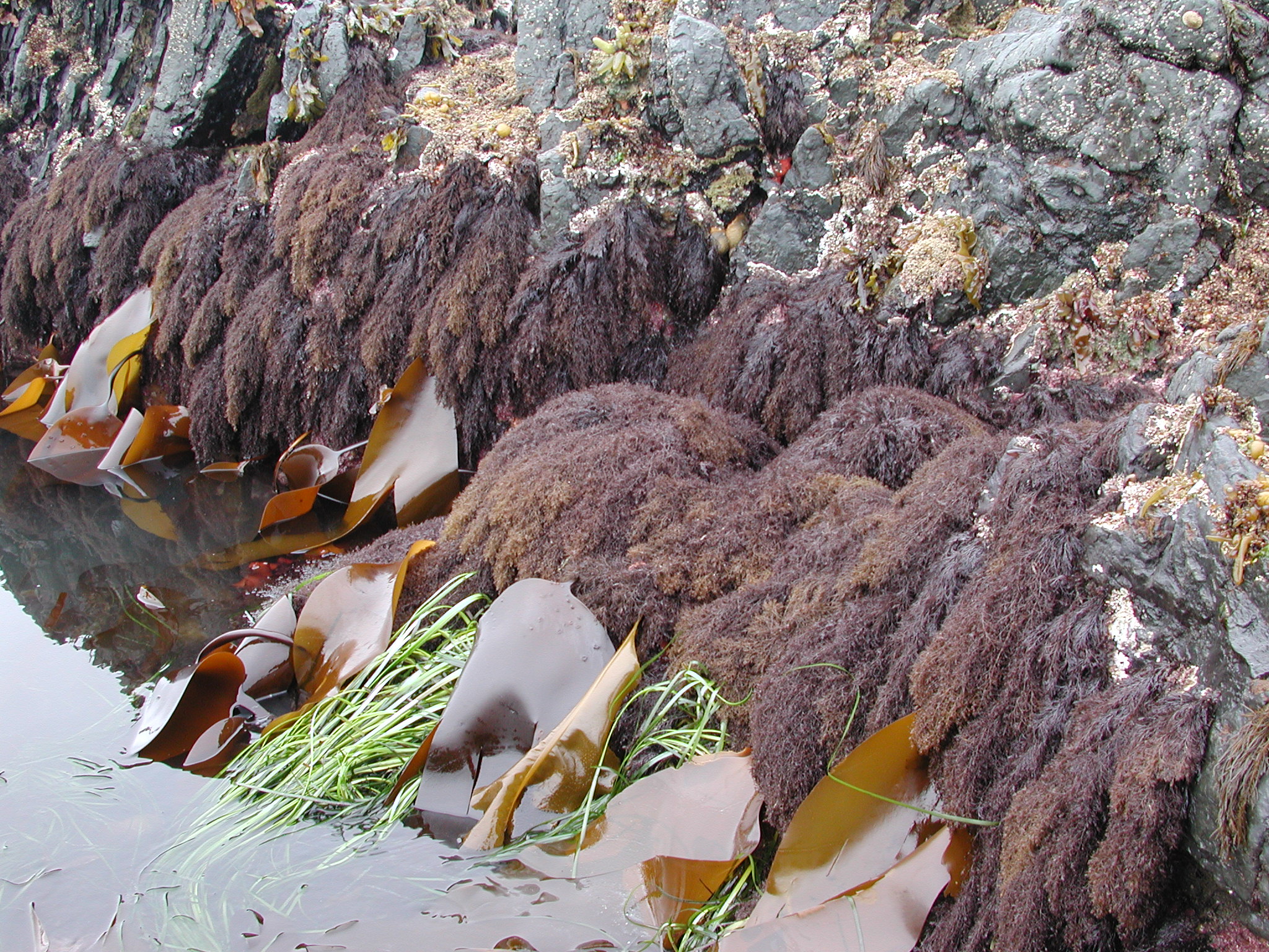 Odonthalia floccosa – M. Lindeberg · Kodiak Archipelago · June 2005