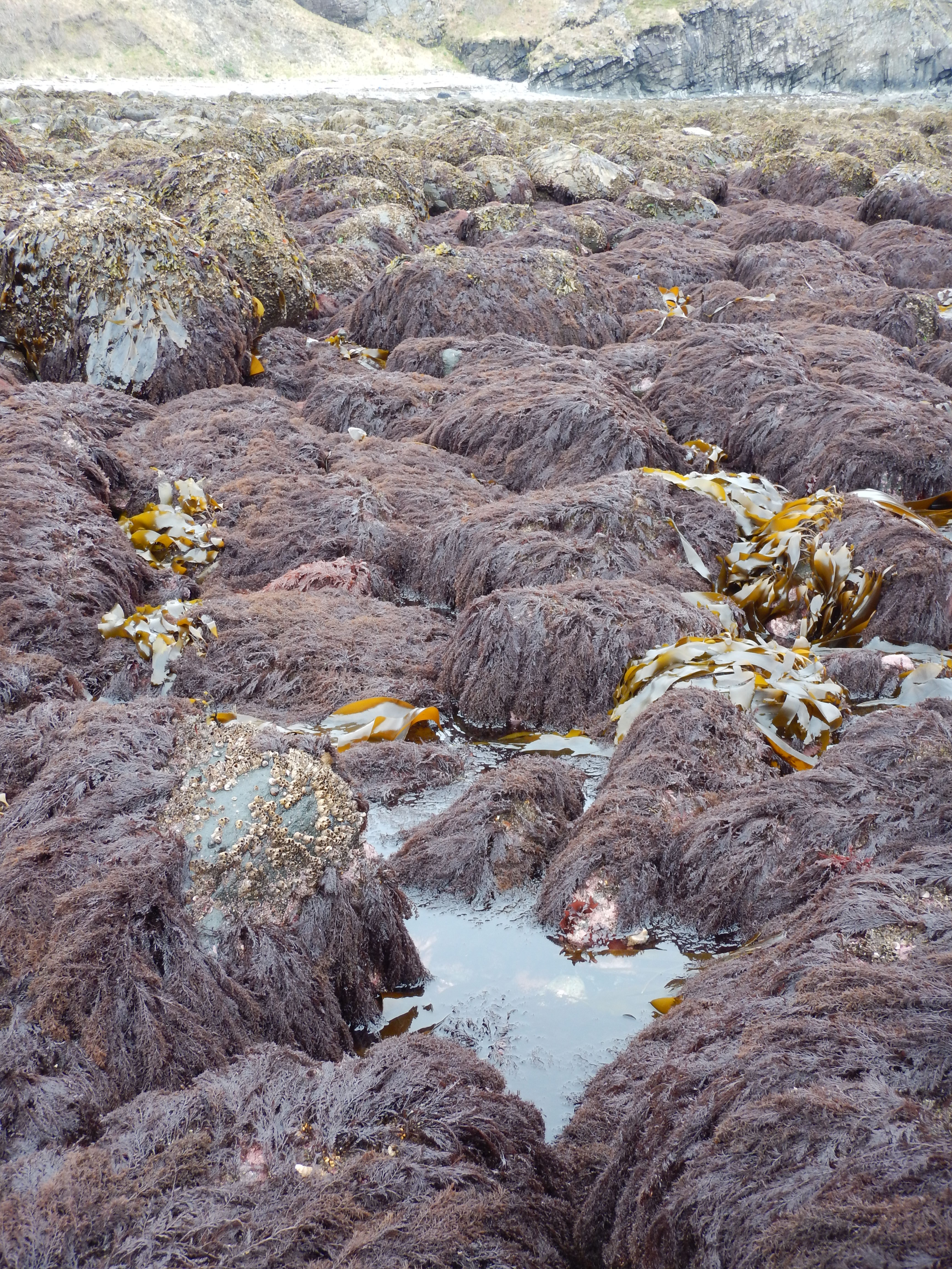 Odonthalia floccosa – M. Lindeberg · Alaska Peninsula · May 2016