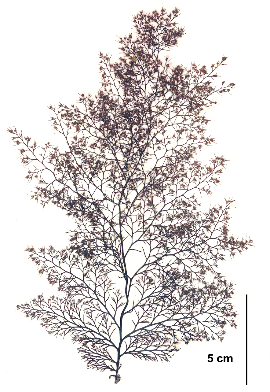 Odonthalia floccosa