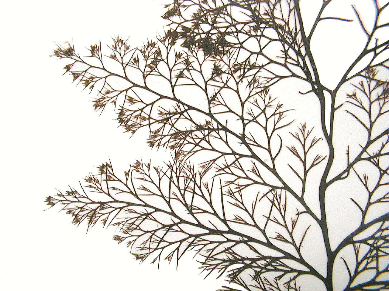 Odonthalia floccosa – M. Lindeberg · Prince William Sound · June 1998