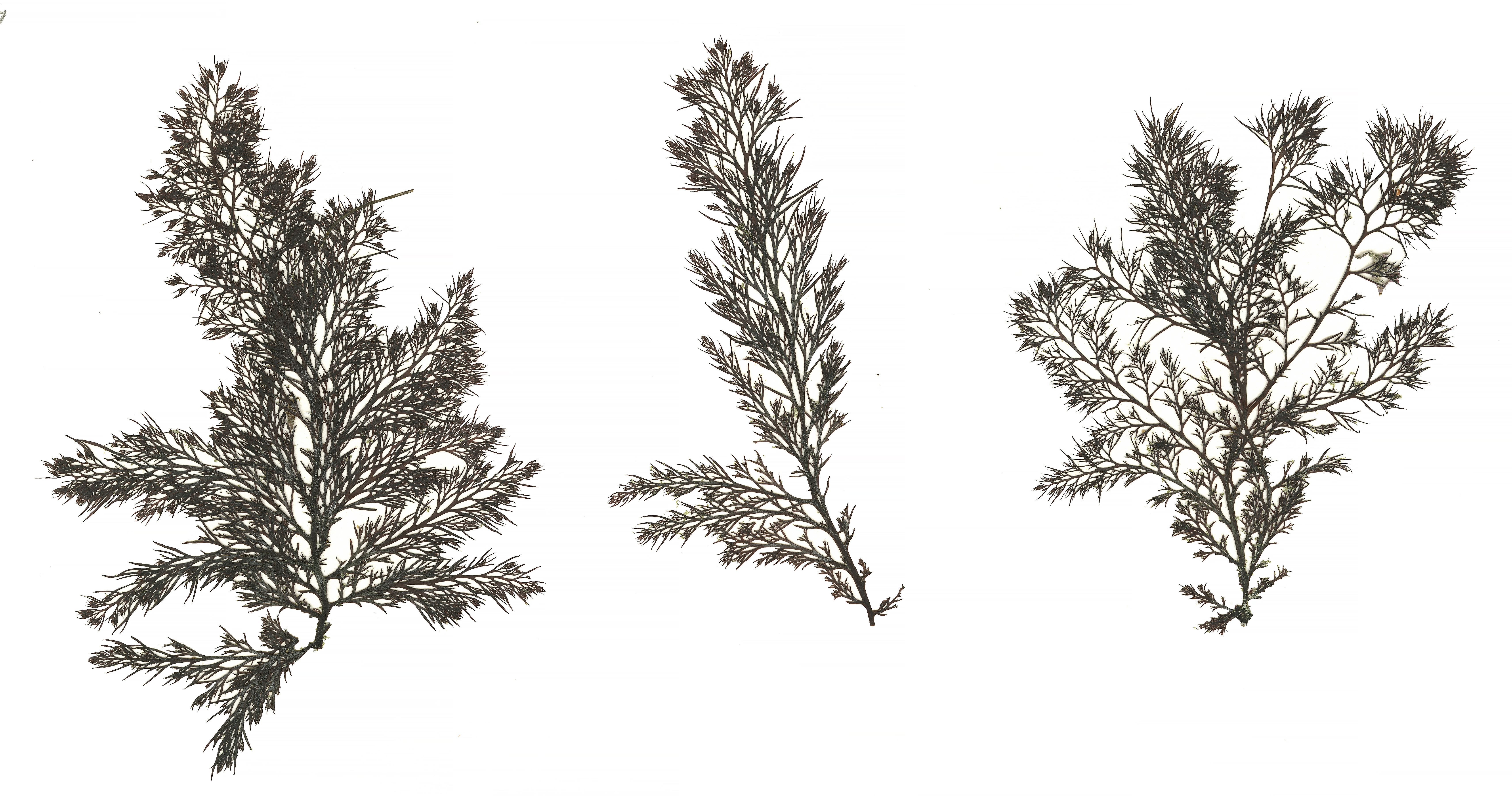 Odonthalia floccosa – M. Lindeberg · Alaska Peninsula · May 2016