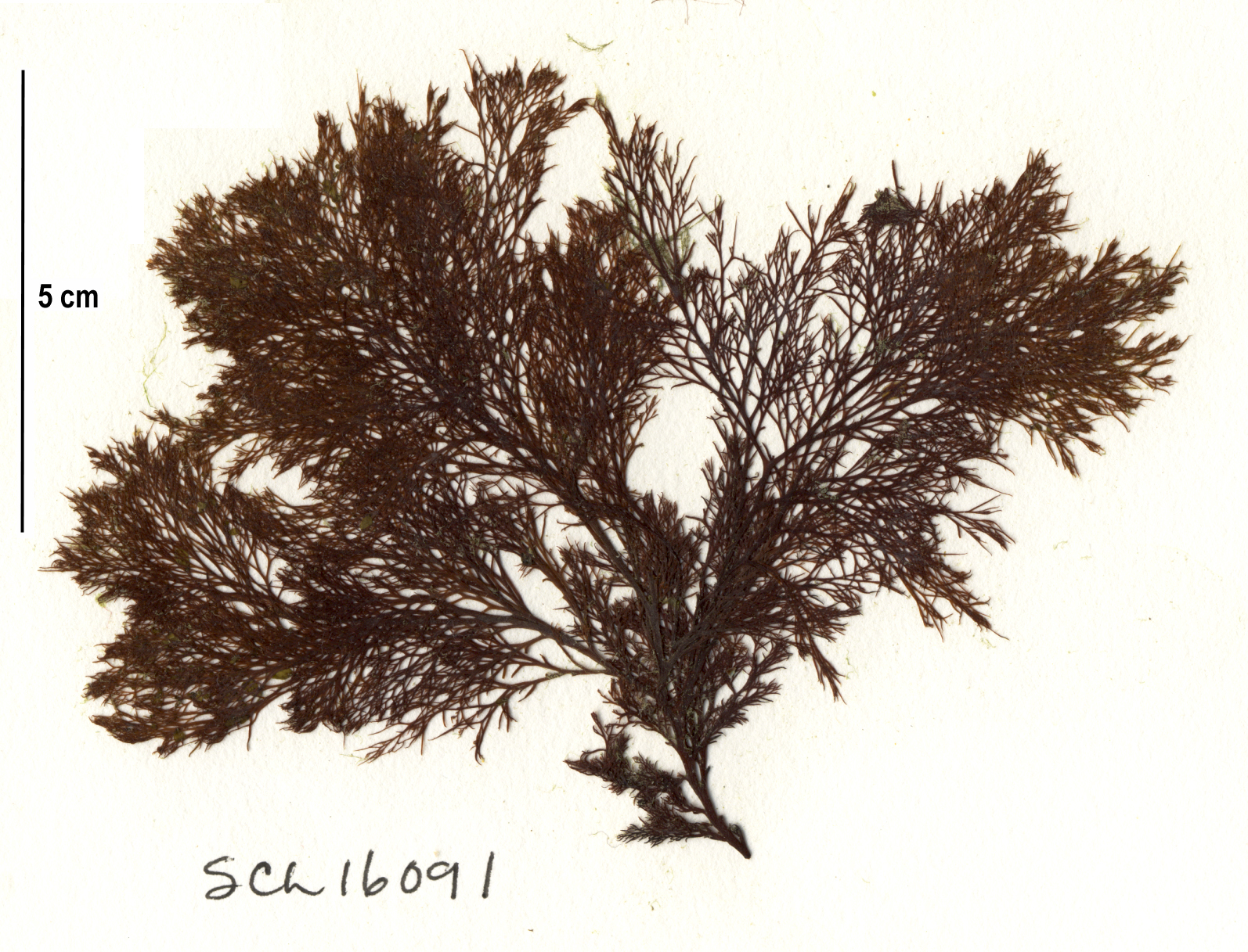 Odonthalia floccosa – S. Lindstrom · Alaska Peninsula · May 2016