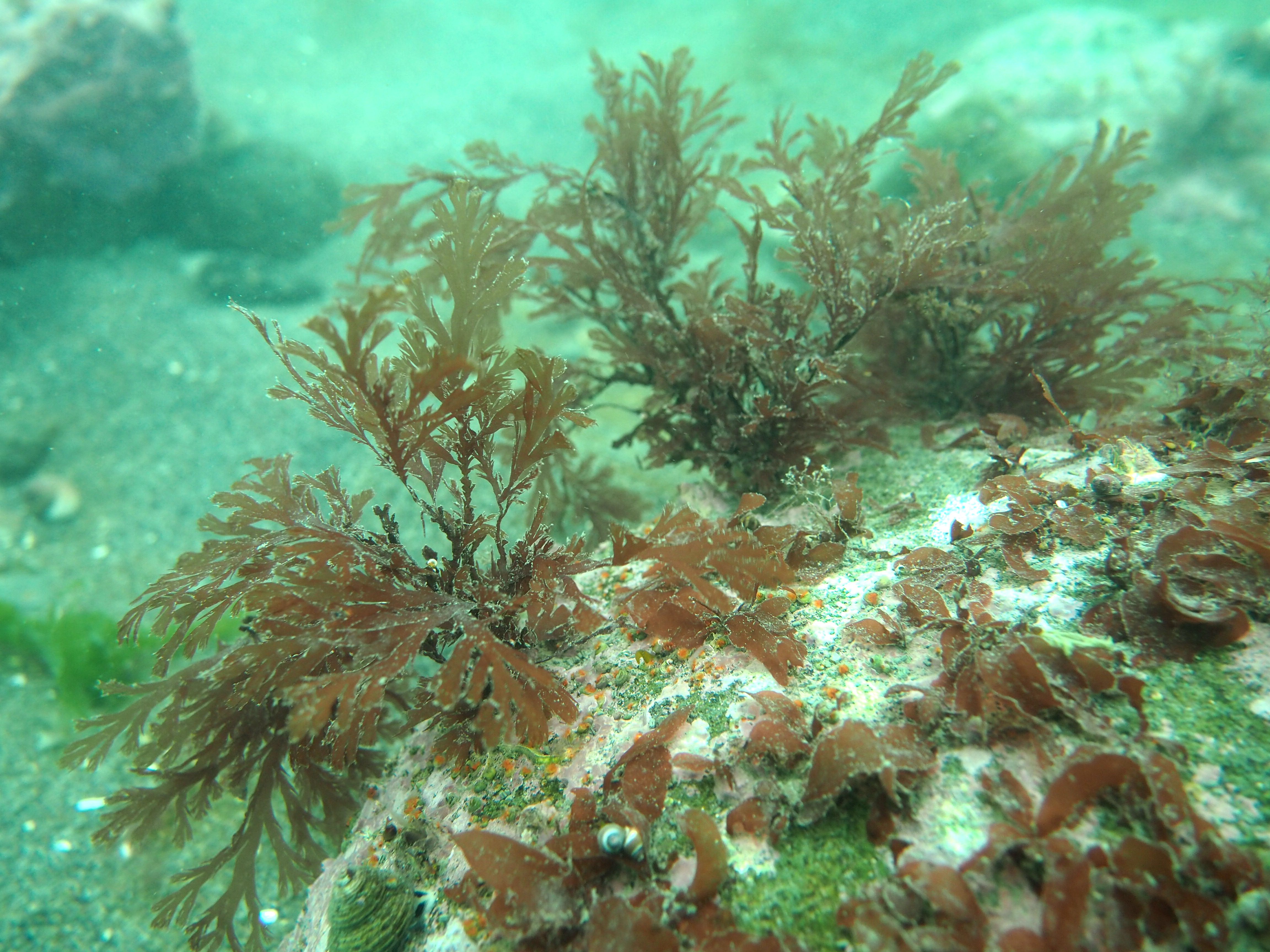 Odonthalia kamtschatica – B. Konar · Cook Inlet · May 2018