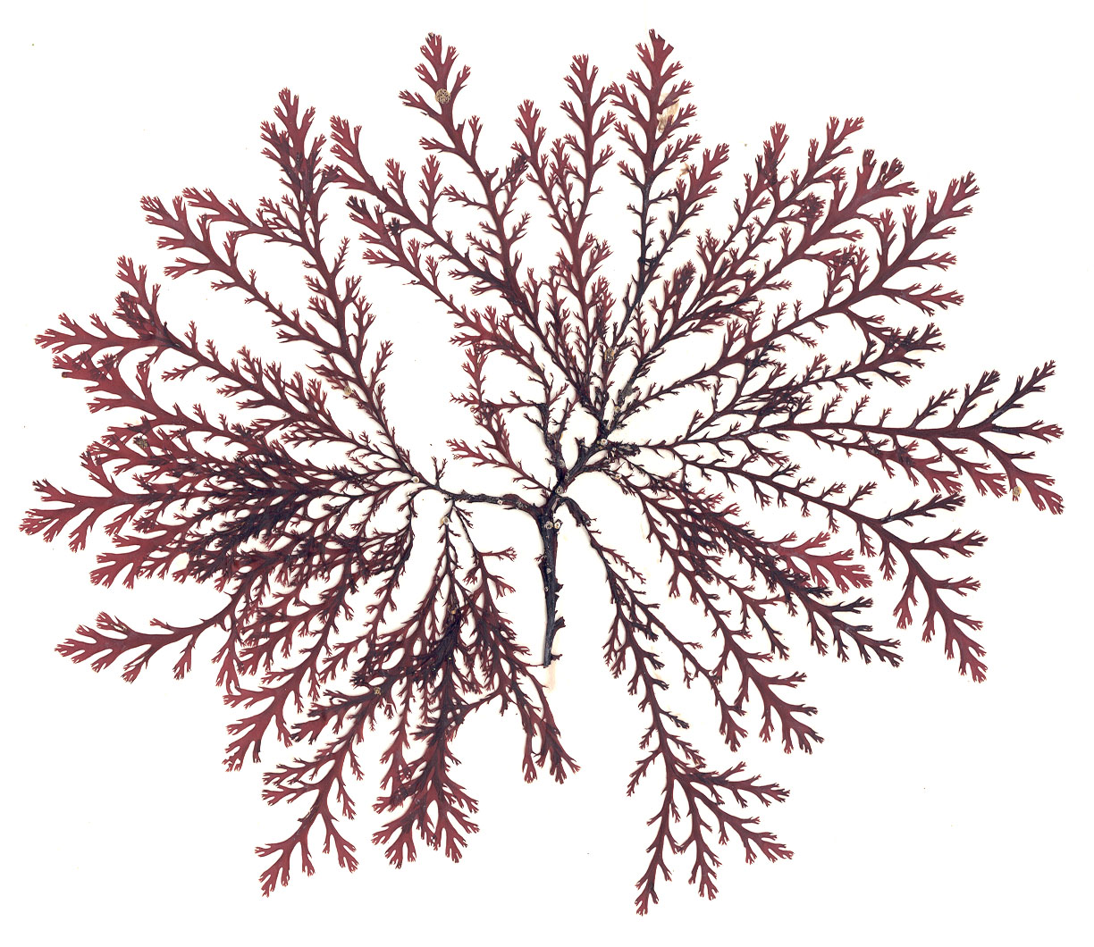 Odonthalia kamtschatica