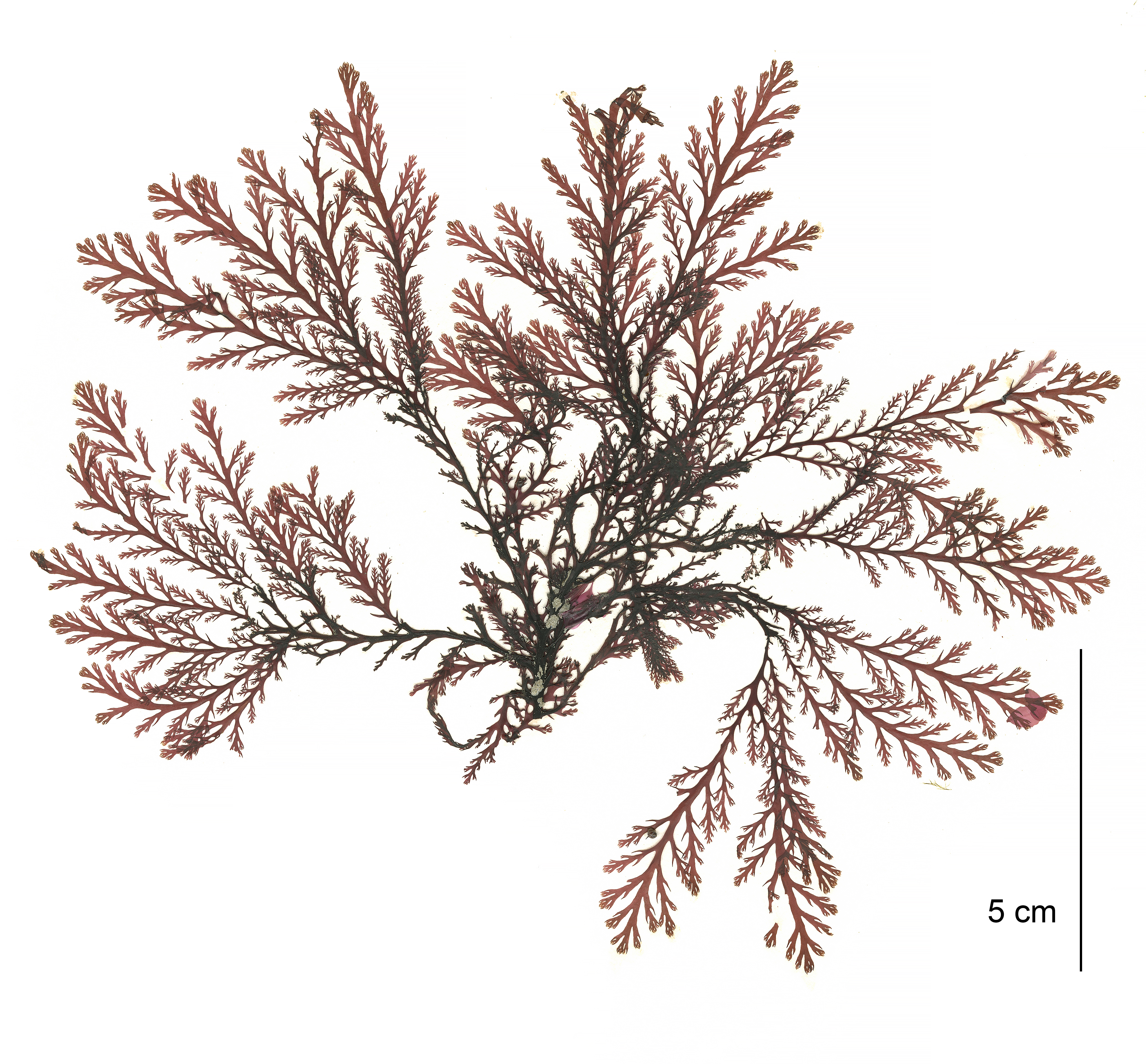 Odonthalia kamtschatica – M. Lindeberg · Cook Inlet · May 2018