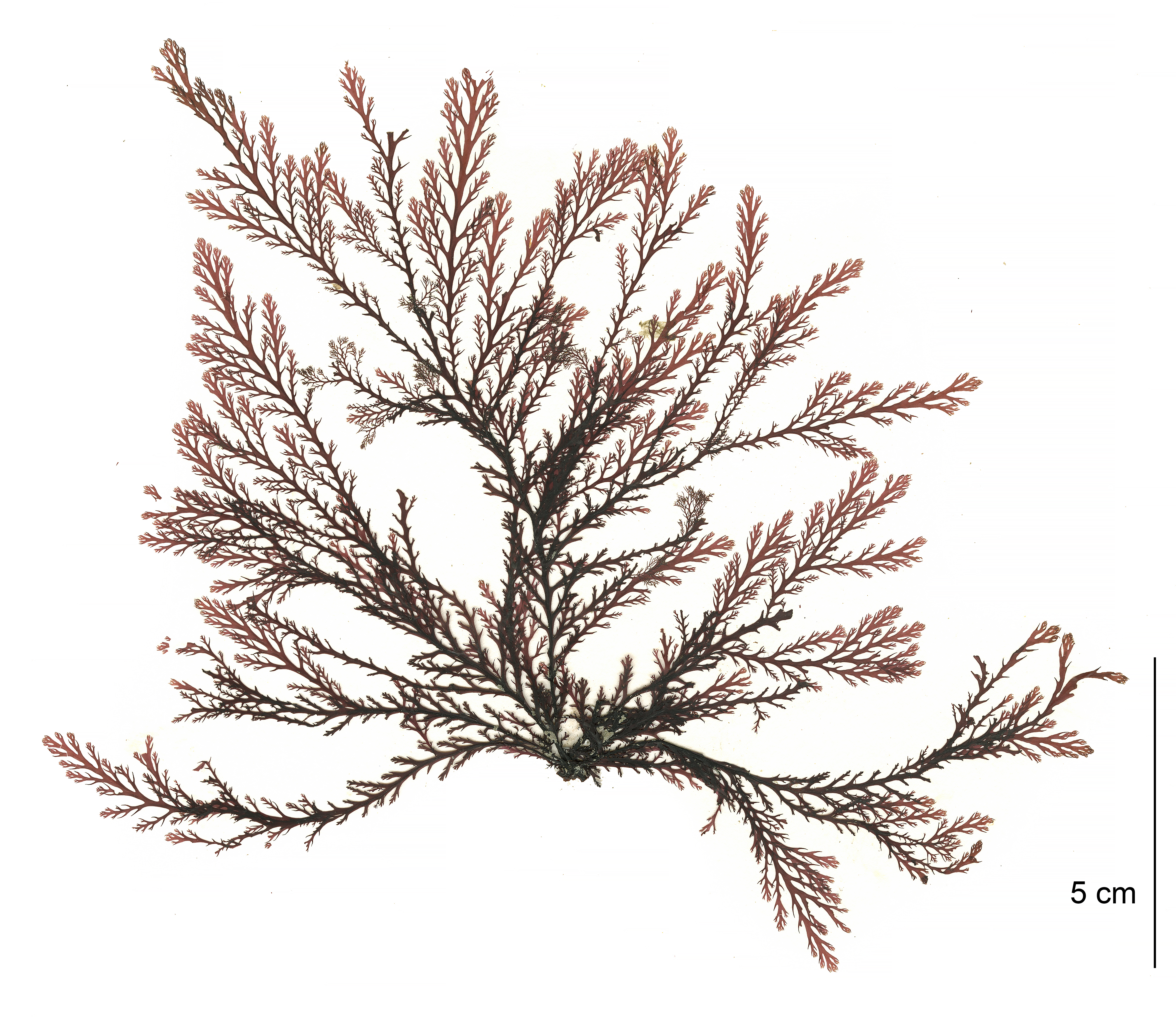 Odonthalia kamtschatica – M. Lindeberg · Cook Inlet · May 2018