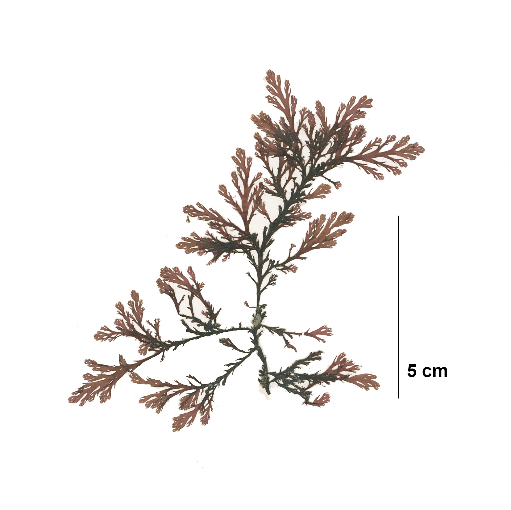 Odonthalia kamtschatica – M. Lindeberg · Cook Inlet · June 2012