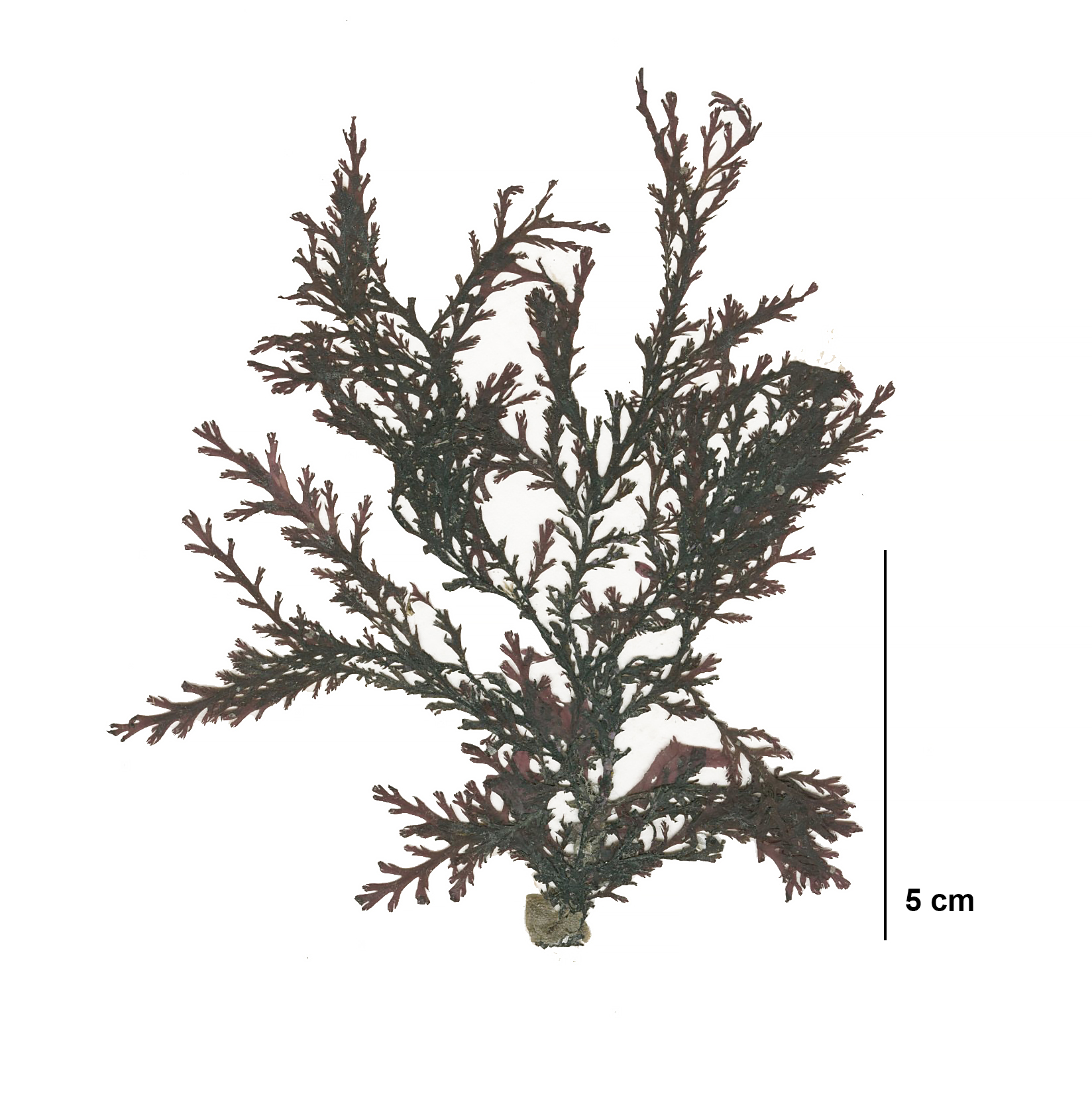 Odonthalia kamtschatica – S. Lindstrom · Cook Inlet · July 2013