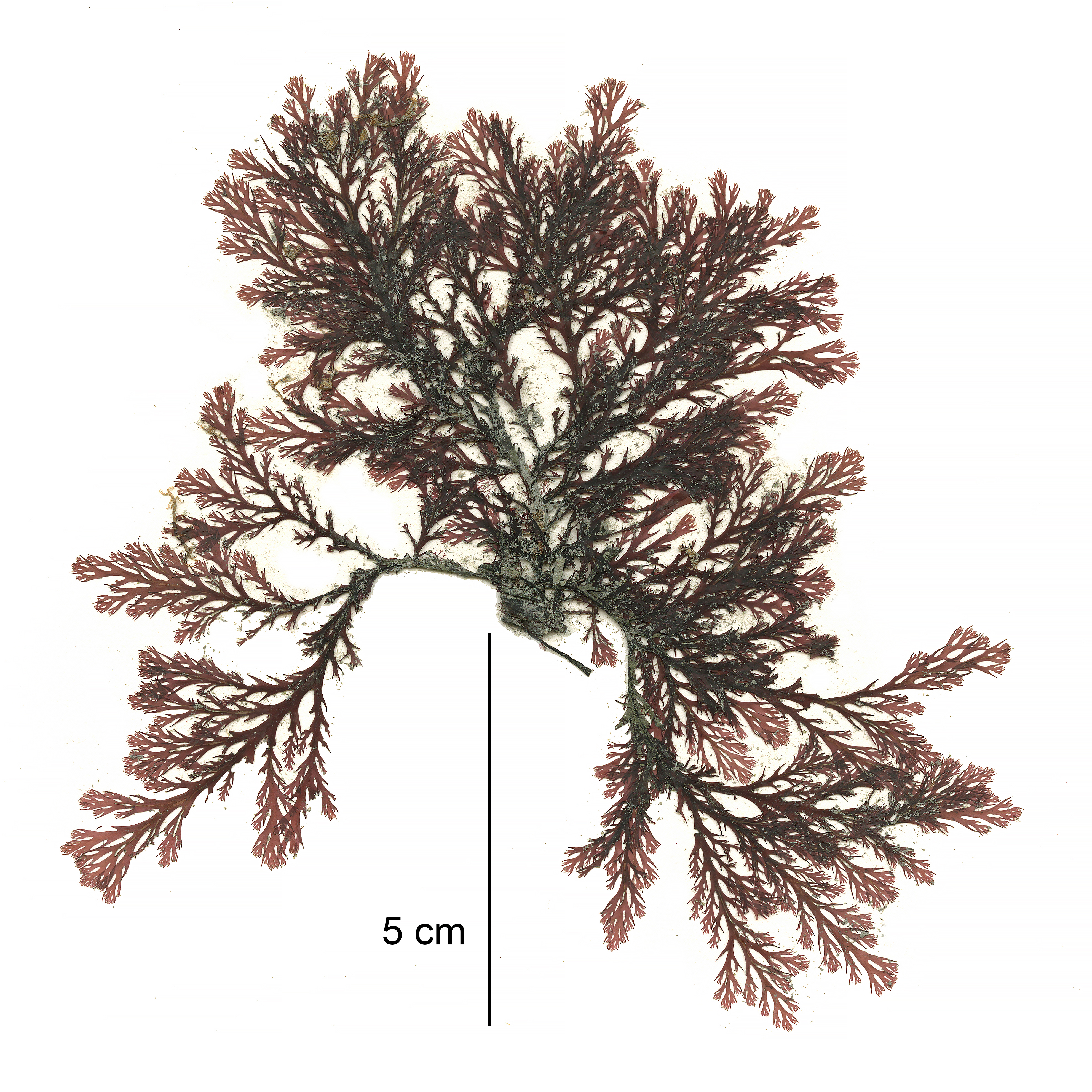 Odonthalia kamtschatica – M. Lindeberg · Cook Inlet · May 2018