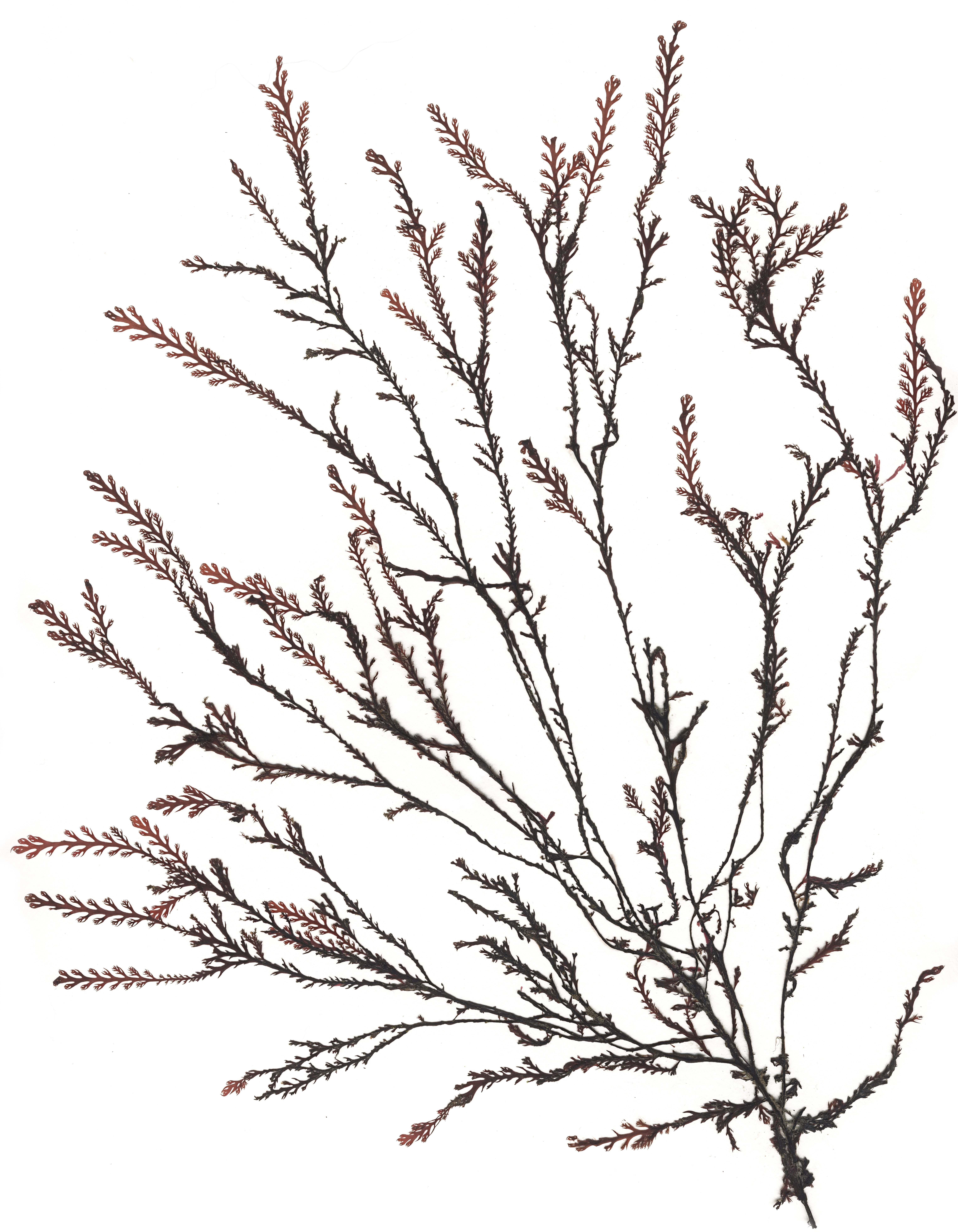 Odonthalia kamtschatica – M. Lindeberg · Cook Inlet · June 2015