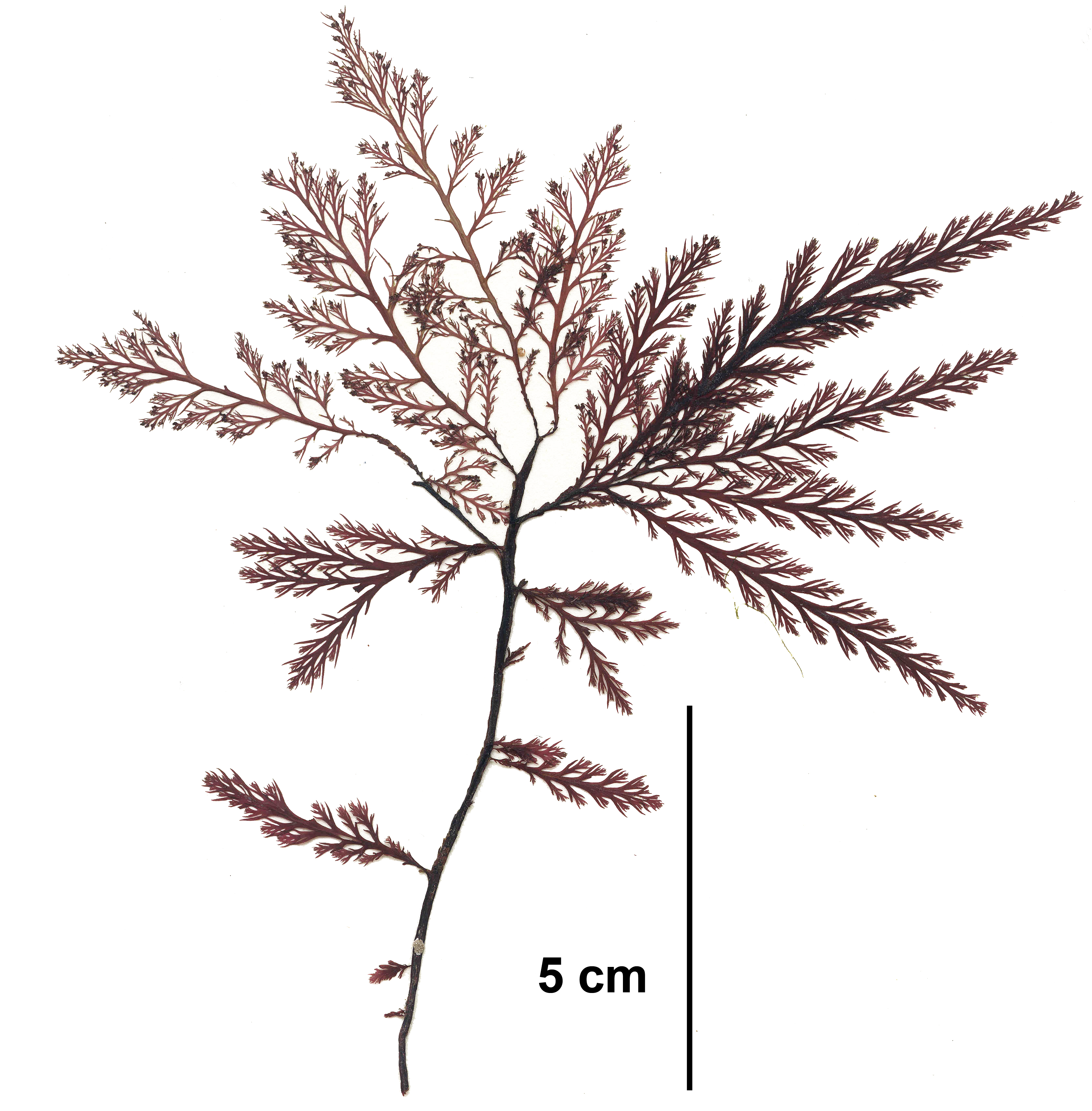 Odonthalia setacea