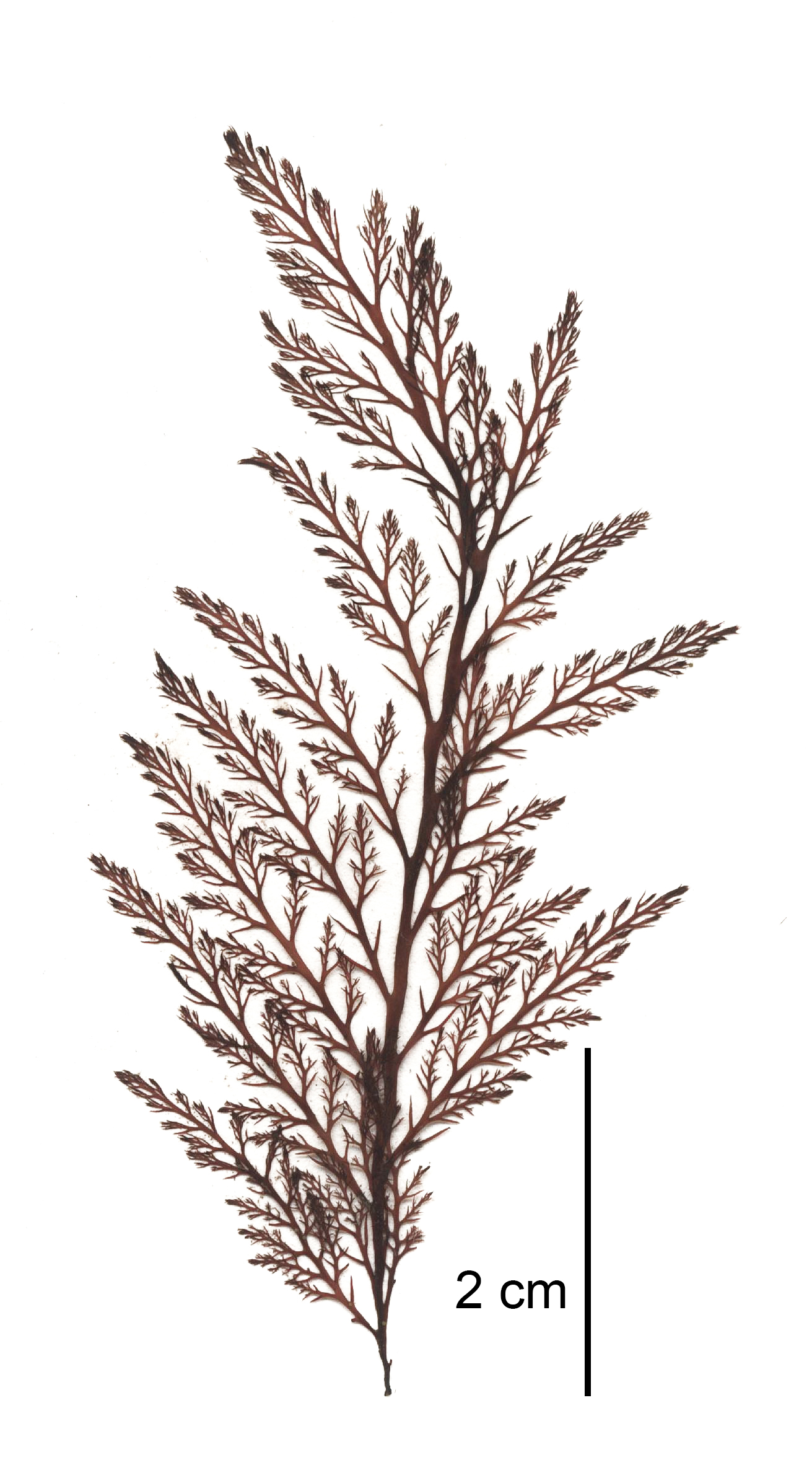Odonthalia setacea – M. Lindeberg · Cook Inlet · June 2015