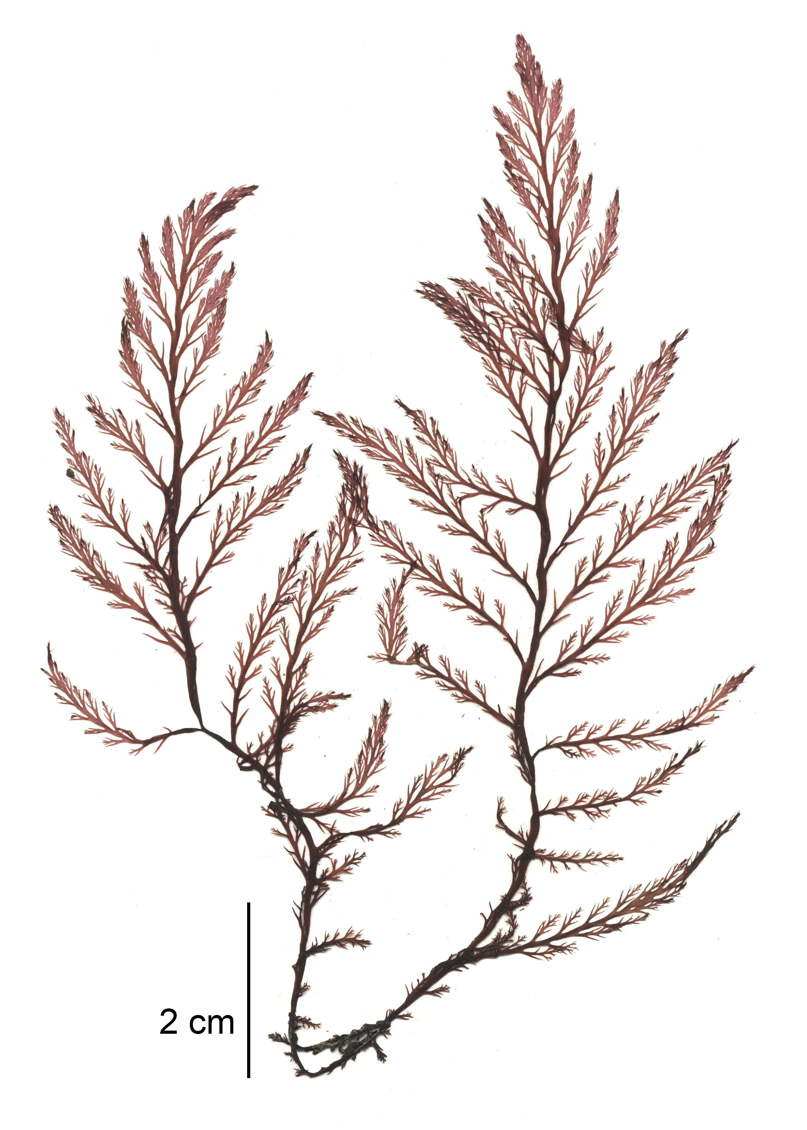 Odonthalia setacea – M. Lindeberg · Cook Inlet · June 2015