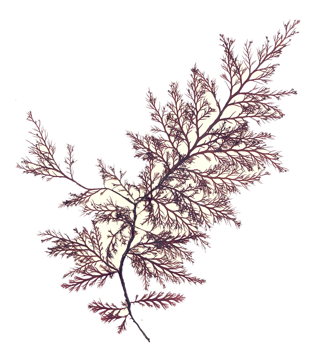 Odonthalia setacea – M. Lindeberg