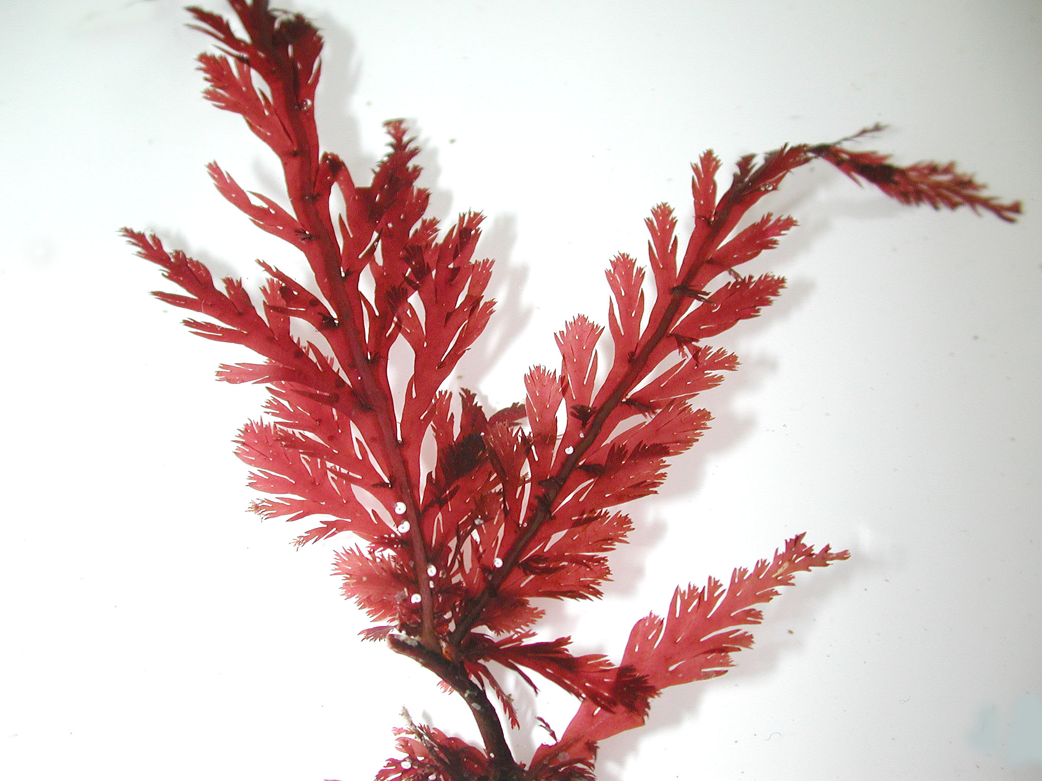 Odonthalia setacea – M. Lindeberg · Cook Inlet · June 2003