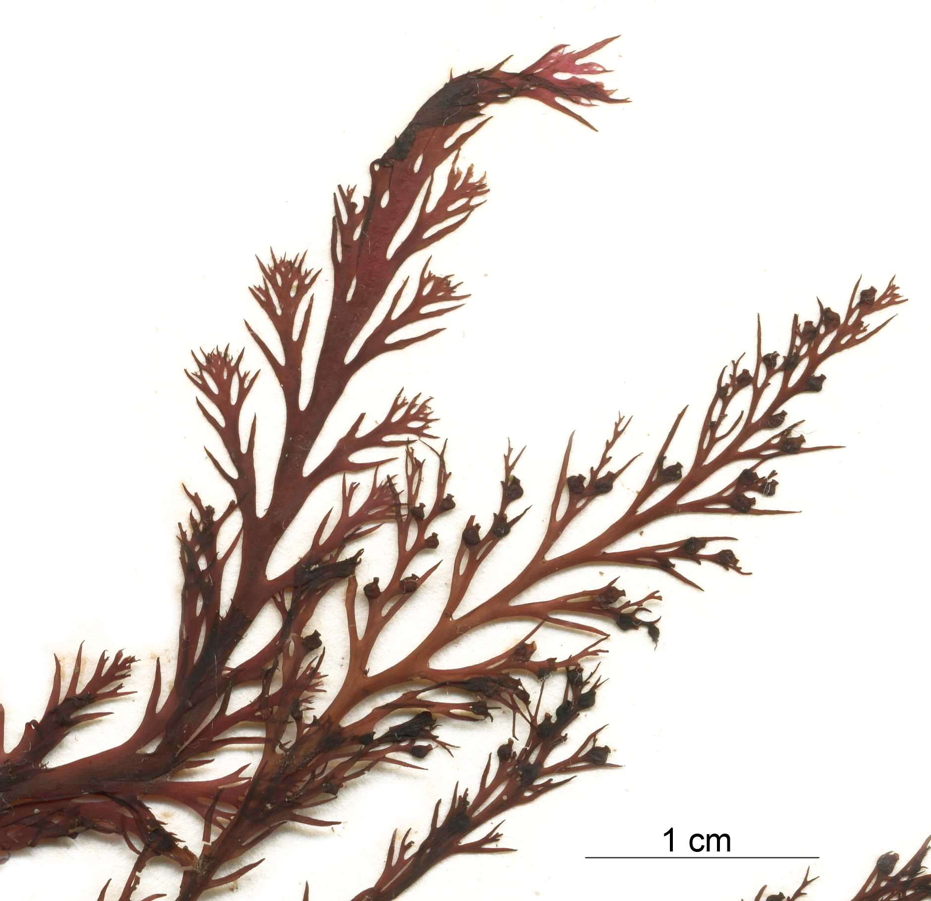 Odonthalia setacea – M. Lindeberg