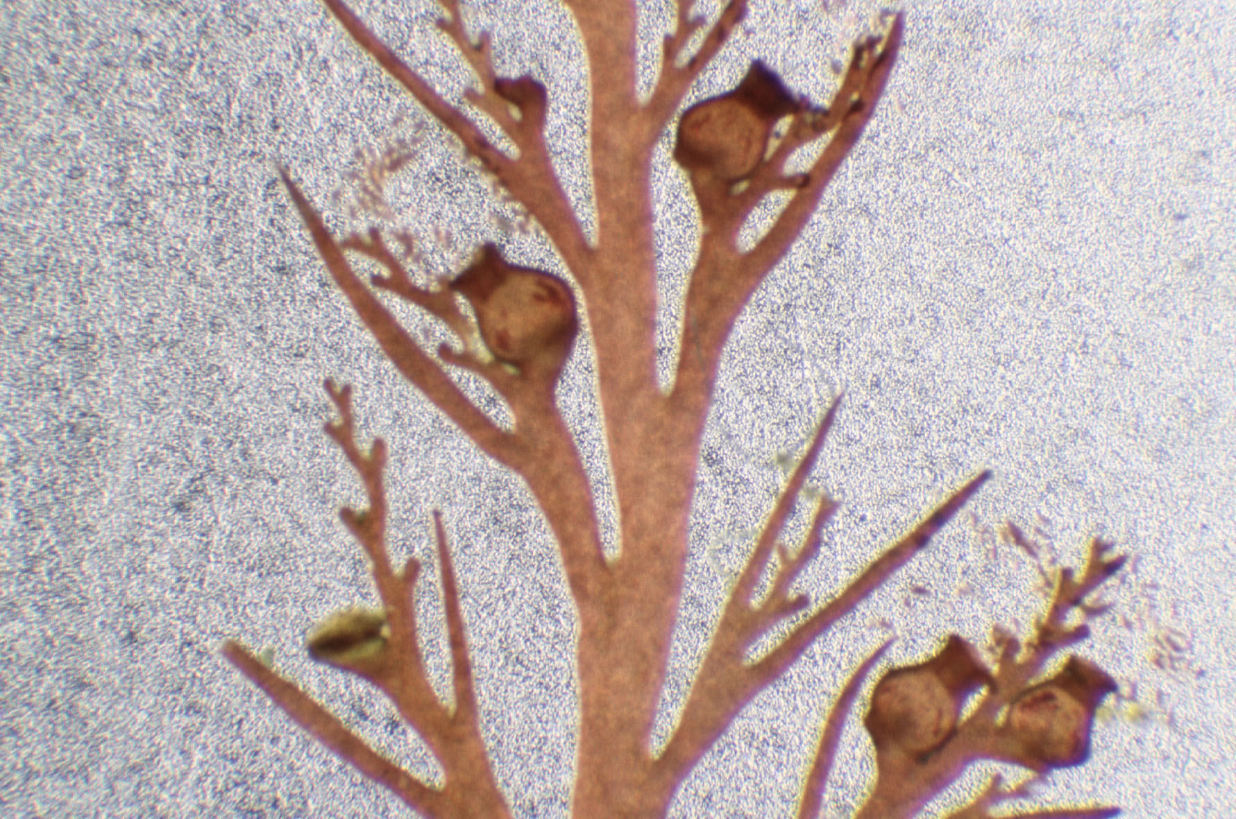 Odonthalia setacea – M. Lindeberg · Cook Inlet · June 2000