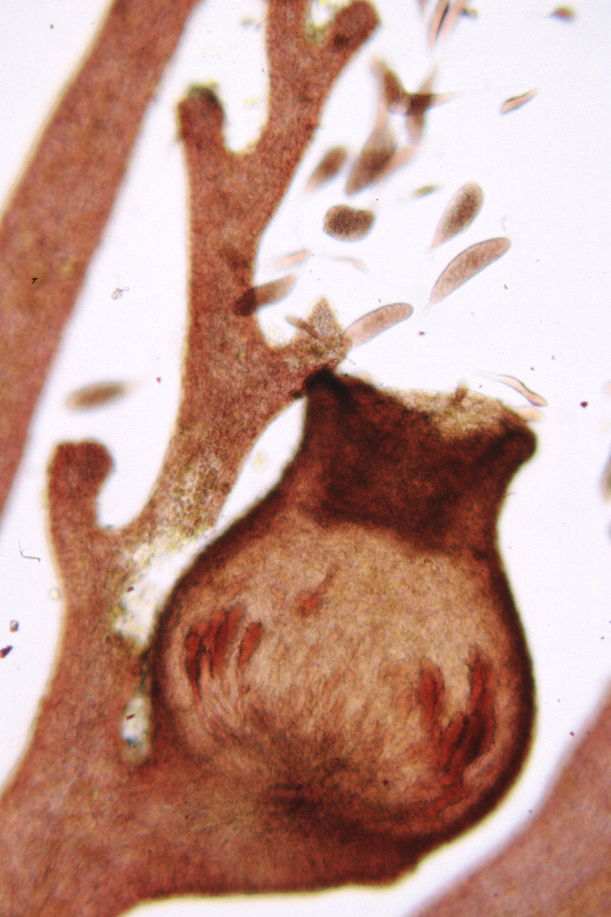 Odonthalia setacea – M. Lindeberg · Cook Inlet · June 2000