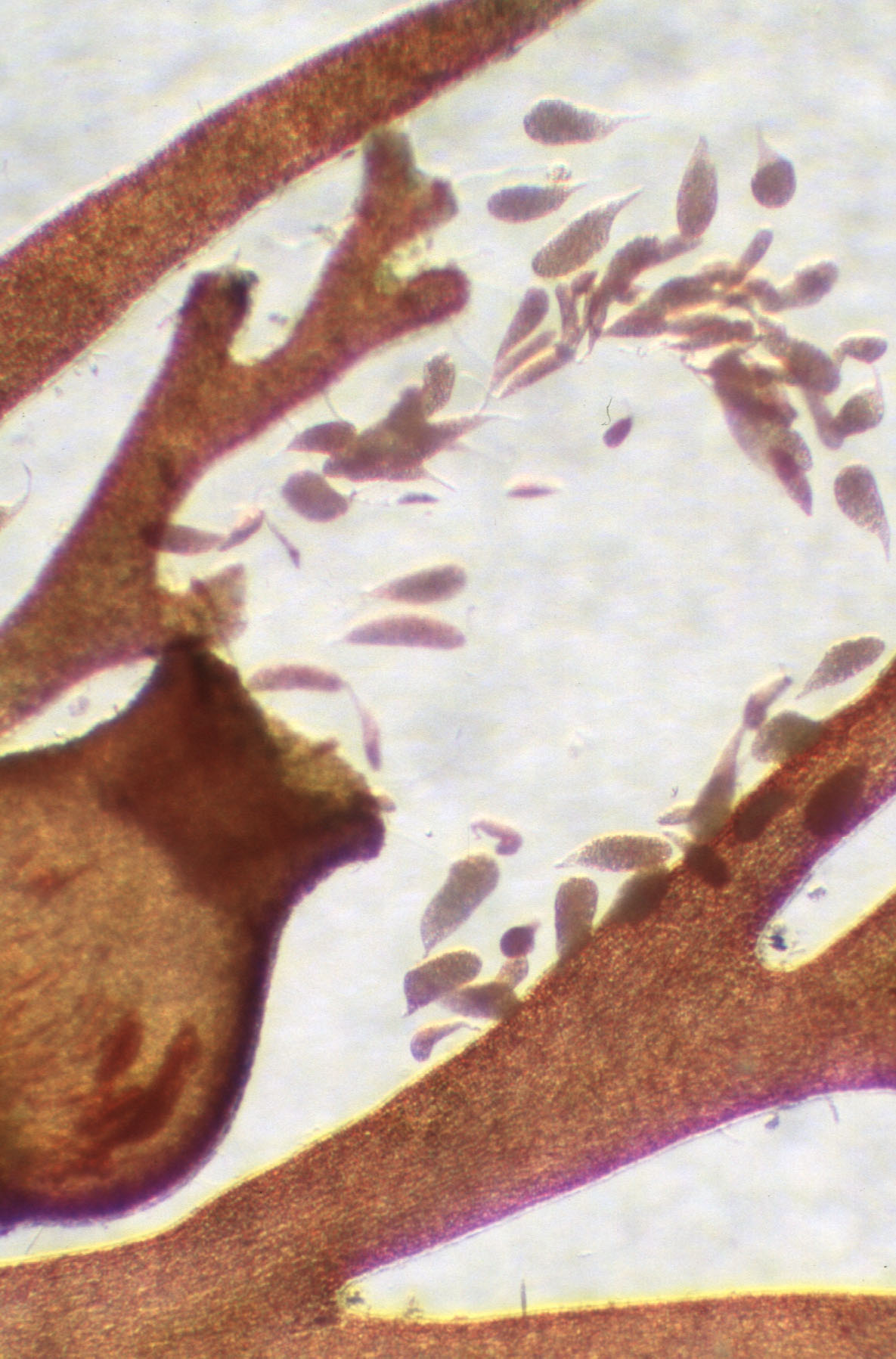 Odonthalia setacea – M. Lindeberg · Cook Inlet · June 2000