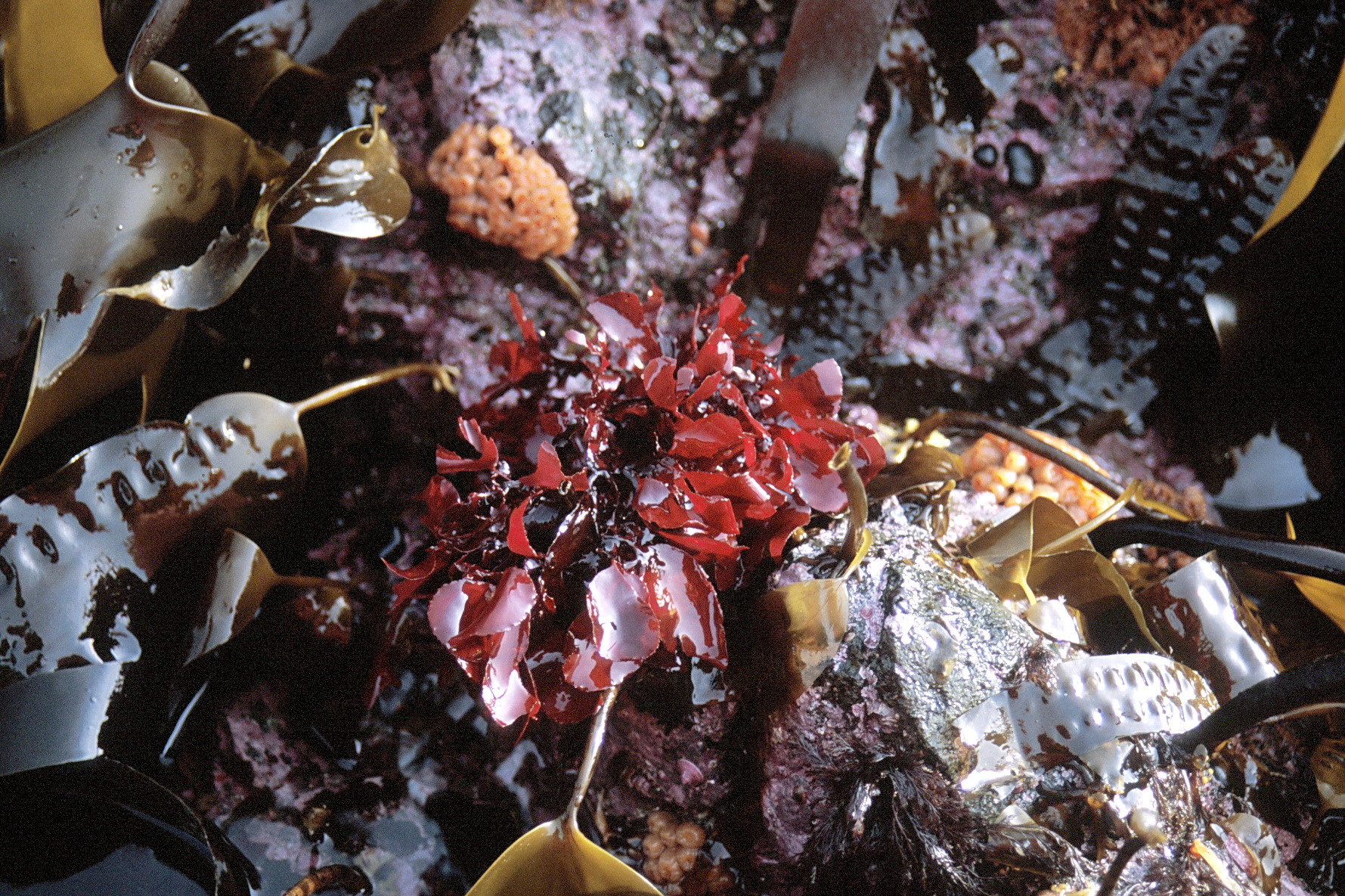 Opuntiella californica – M. Lindeberg