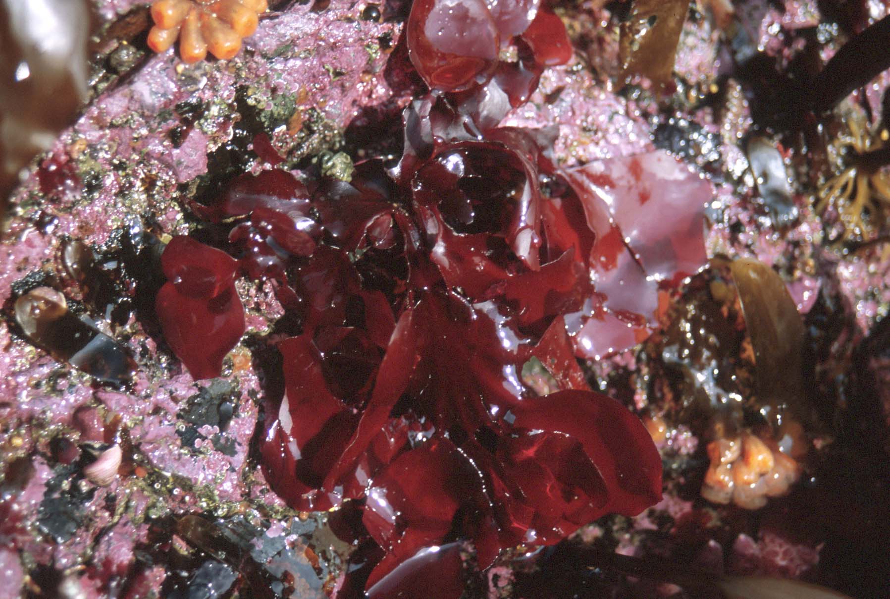 Opuntiella californica – M. Lindeberg