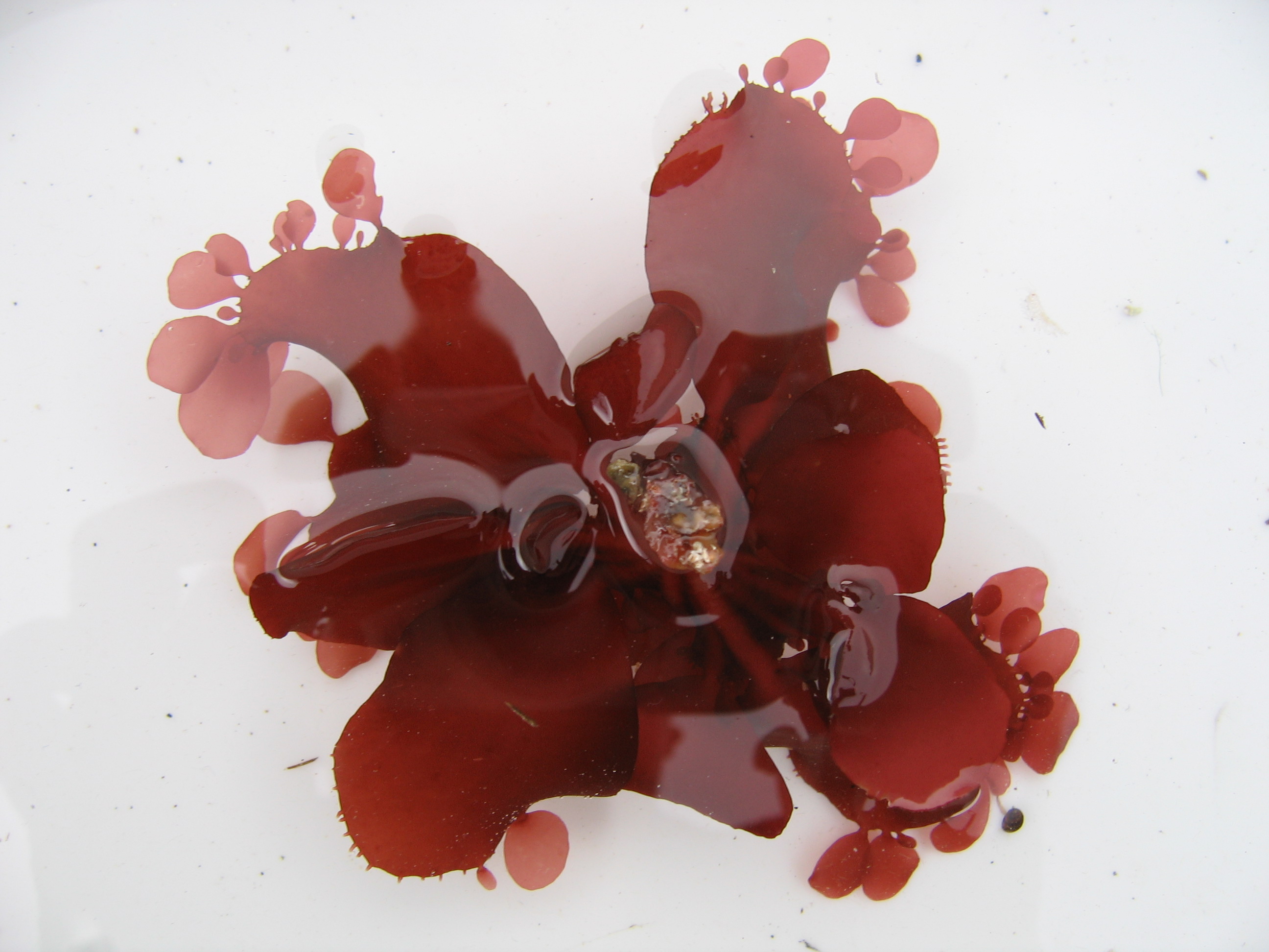 Opuntiella californica – M. Lindeberg · August 2006