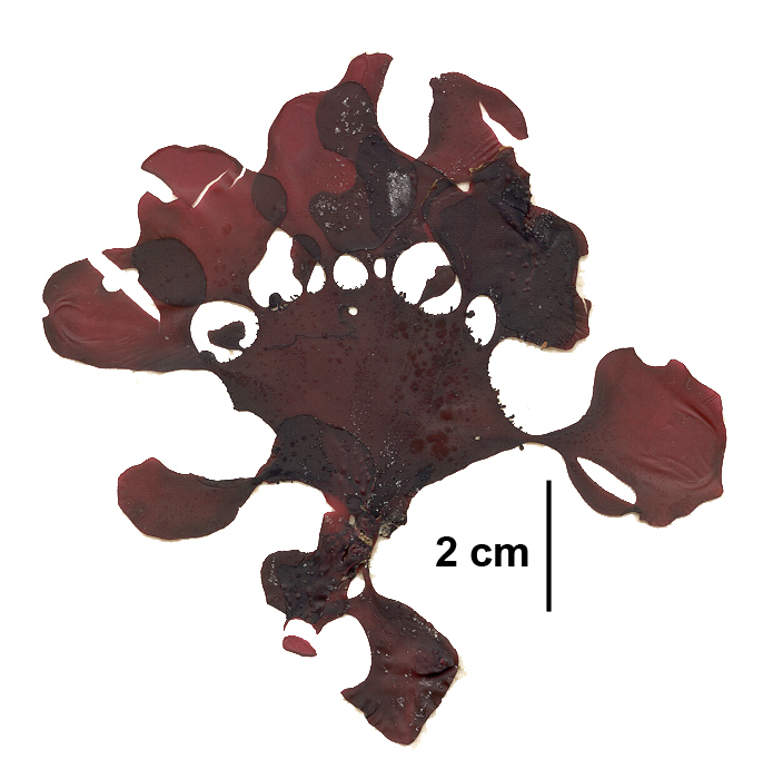 Opuntiella californica