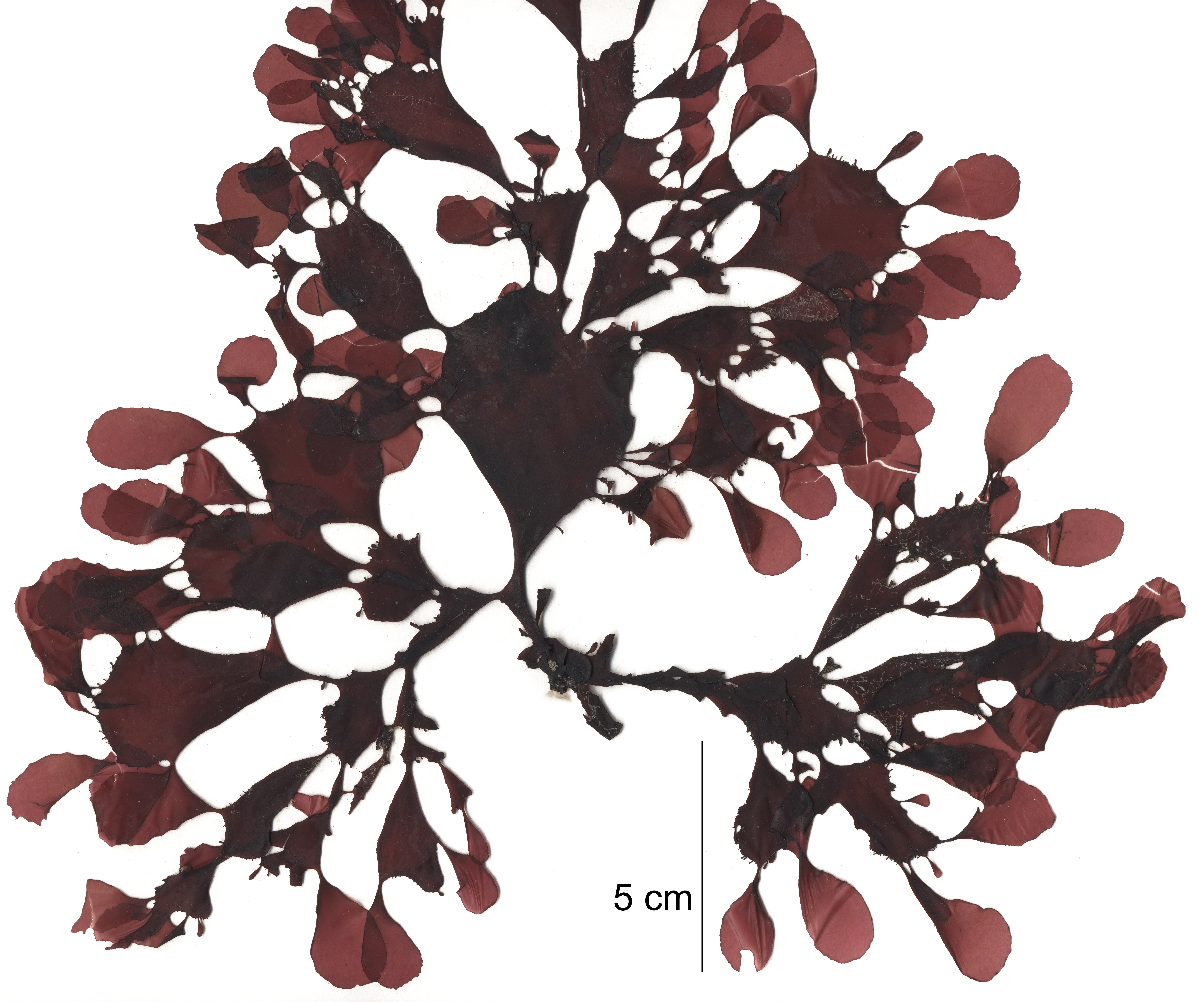 Opuntiella californica – M. Lindeberg · Cook Inlet · June 2015