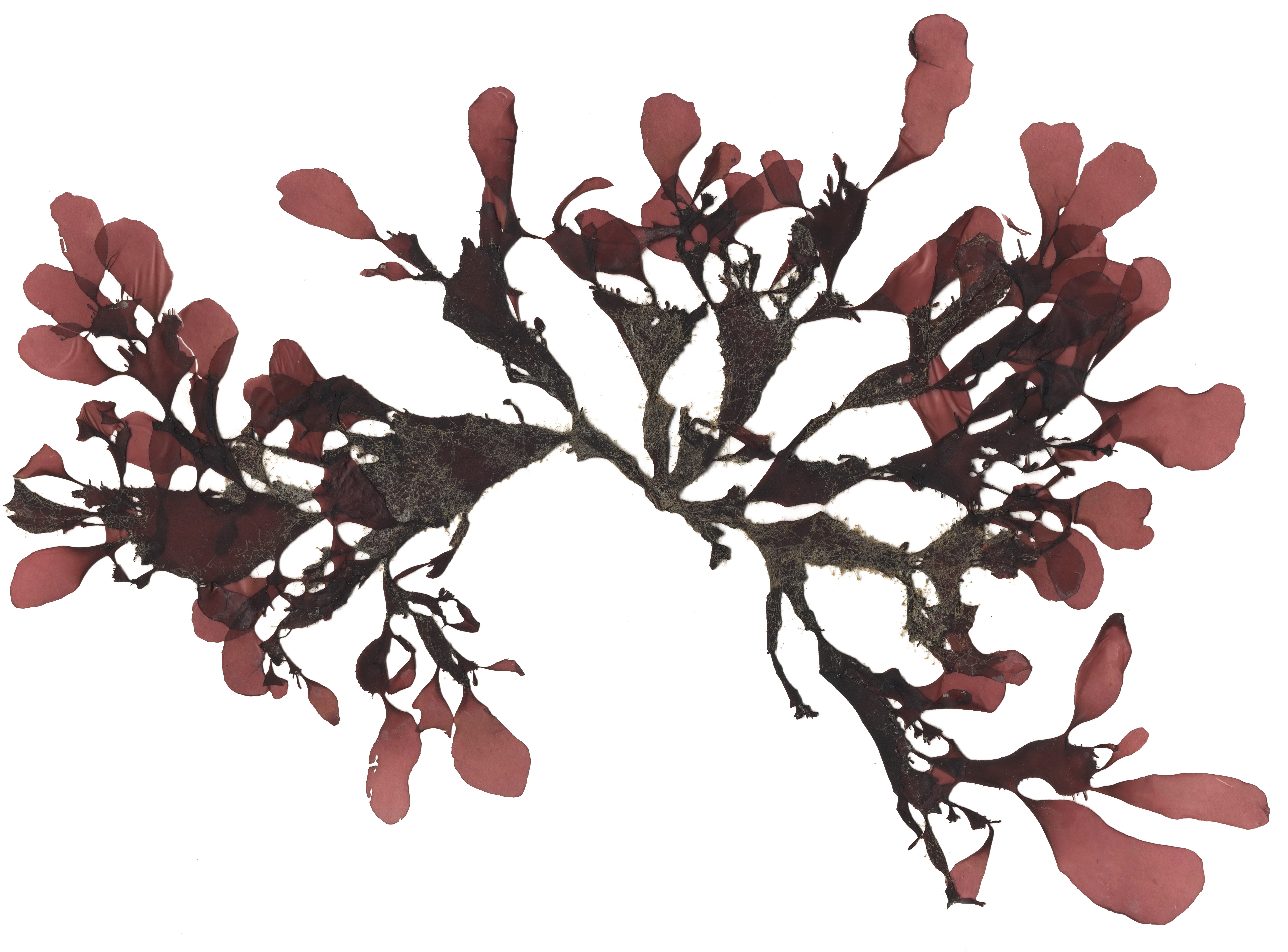Opuntiella californica – M. Lindeberg · Cook Inlet · May 2018