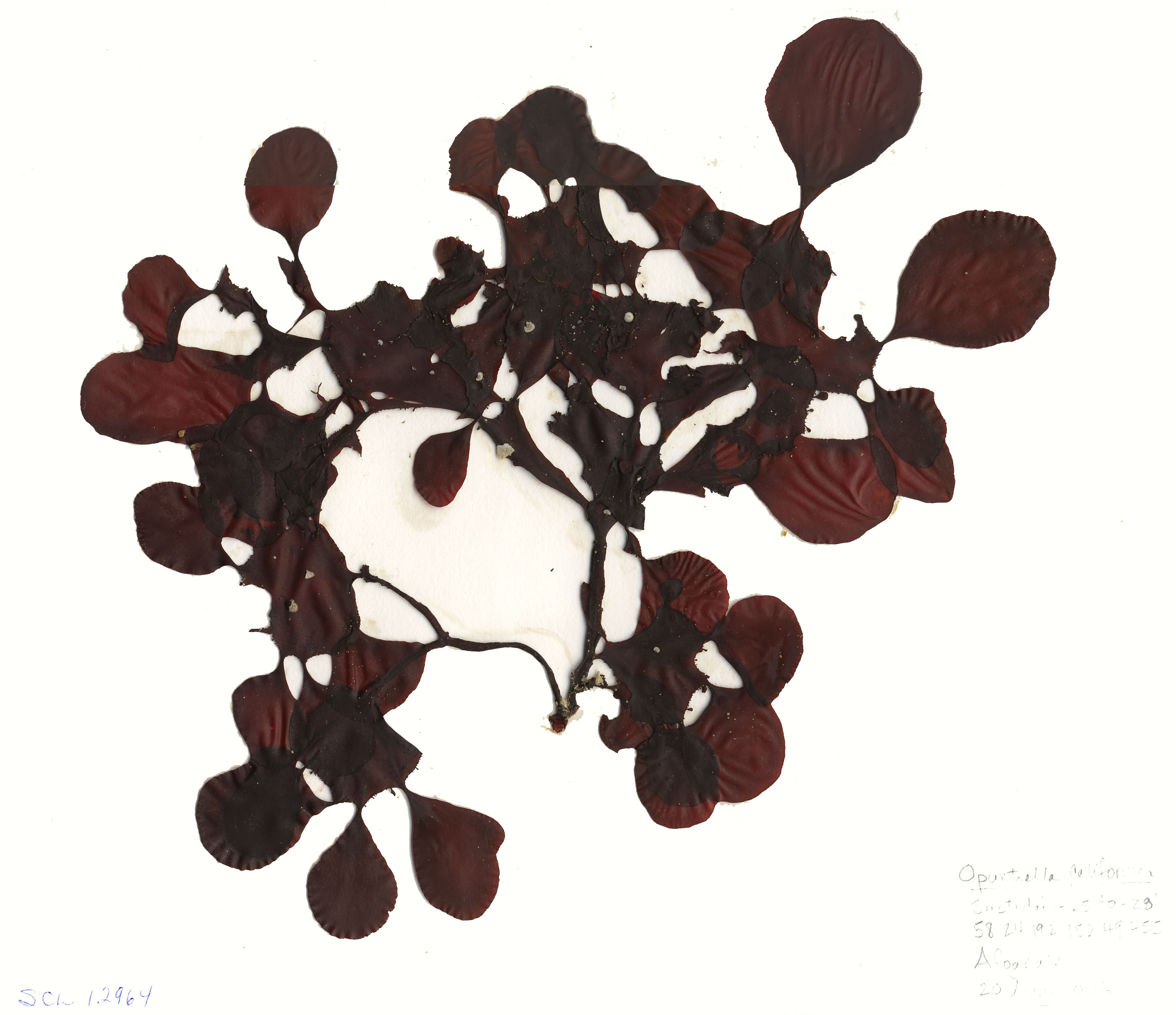 Opuntiella californica – S. Lindstrom
