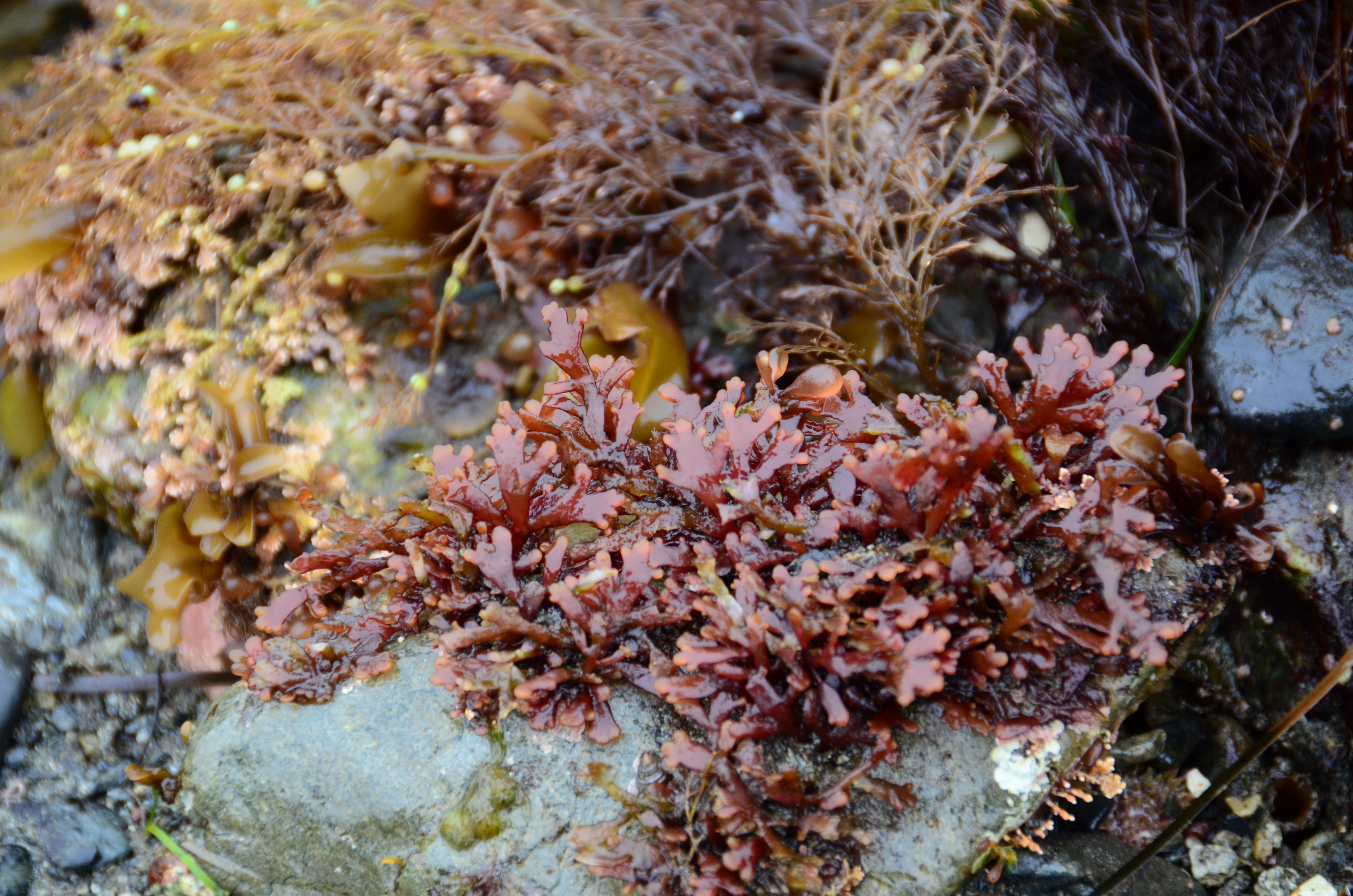 Osmundea spectabilis – M. Lindeberg · Southeast · May 2013
