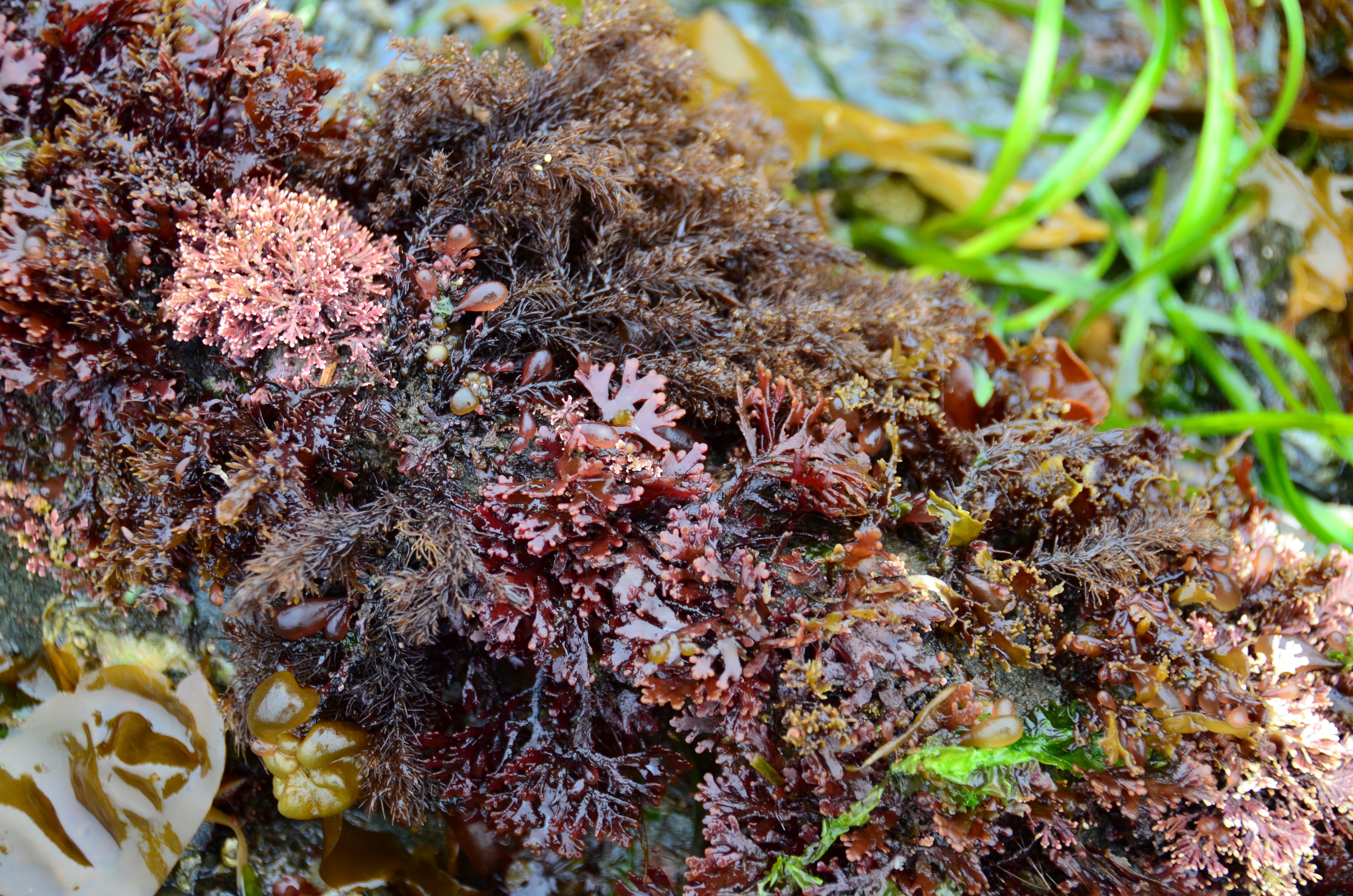 Osmundea spectabilis – M. Lindeberg · Southeast · May 2013
