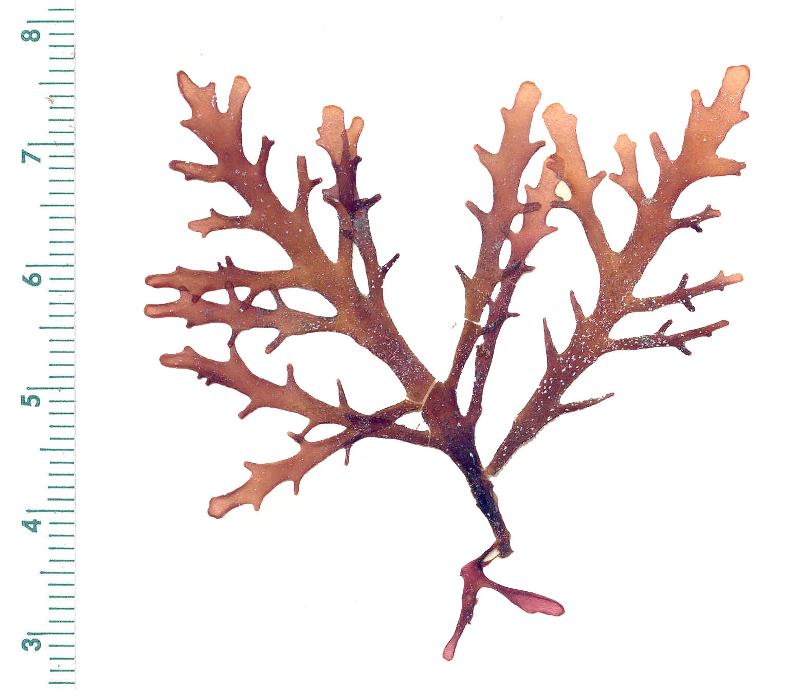 Osmundea spectabilis