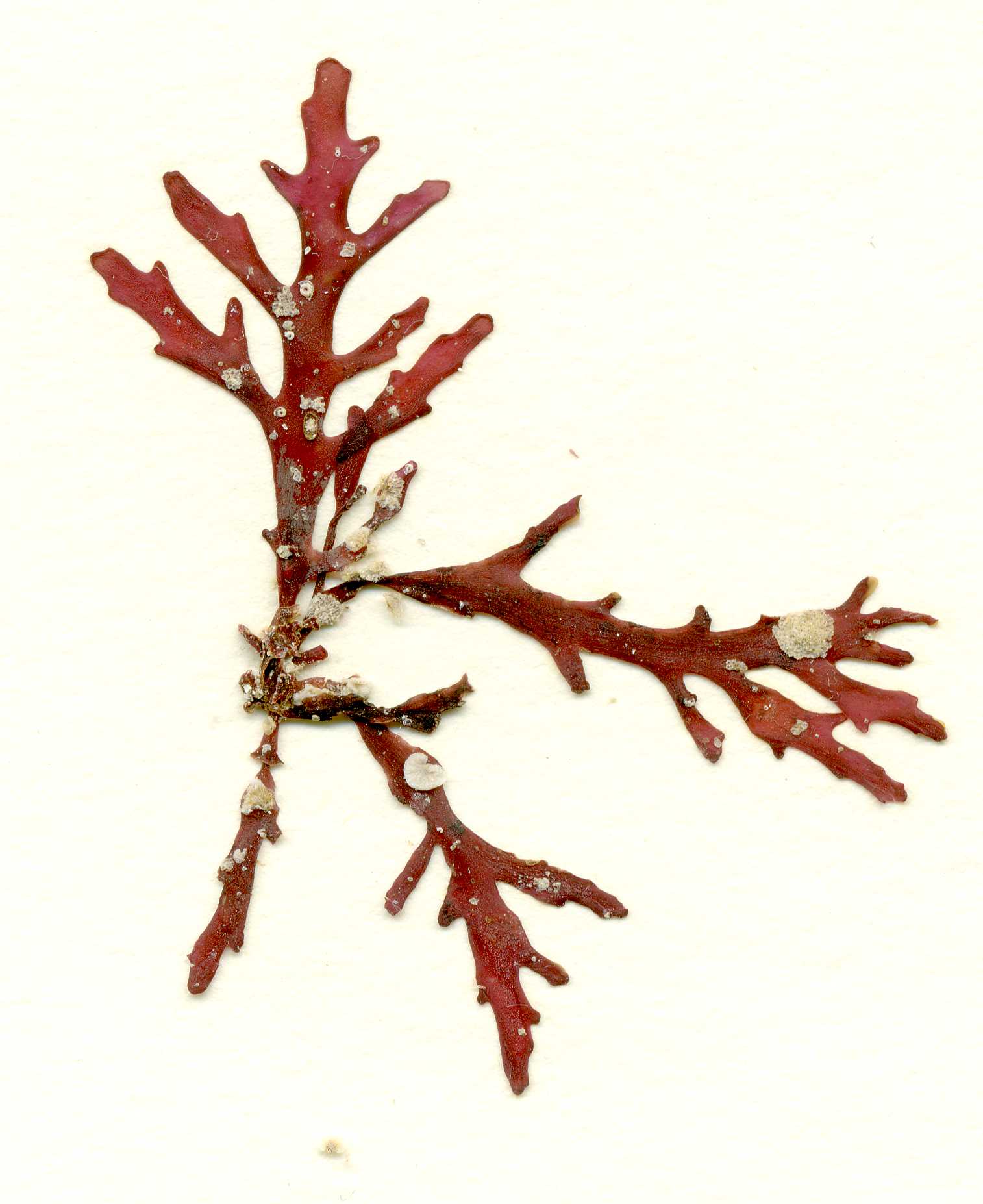 Osmundea spectabilis – M. Lindeberg · Southeast