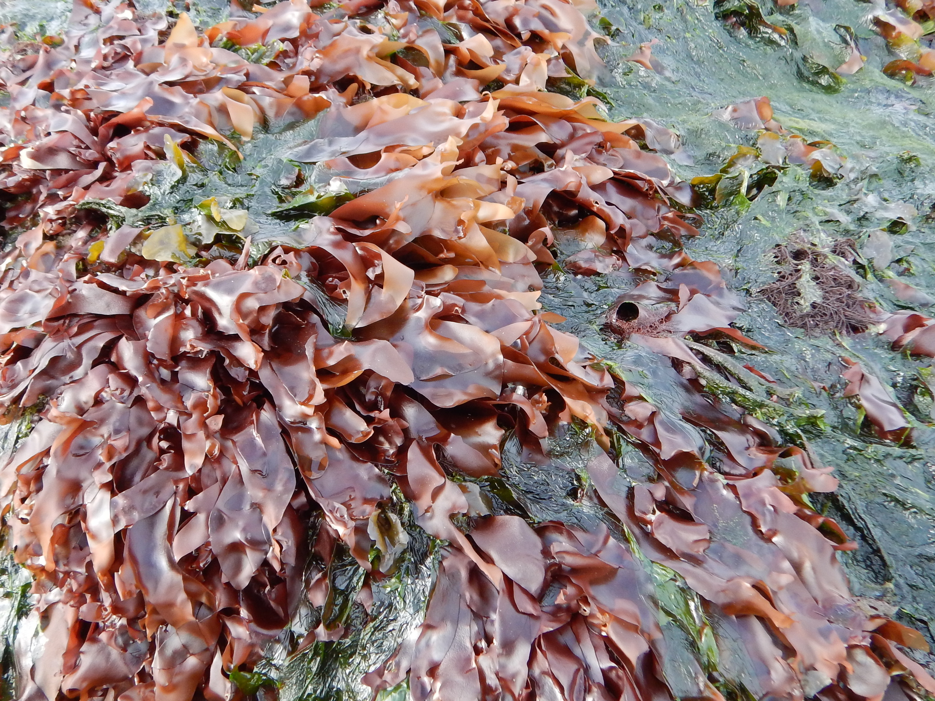 Palmaria hecatensis – M. Lindeberg · Cook Inlet · May 2017