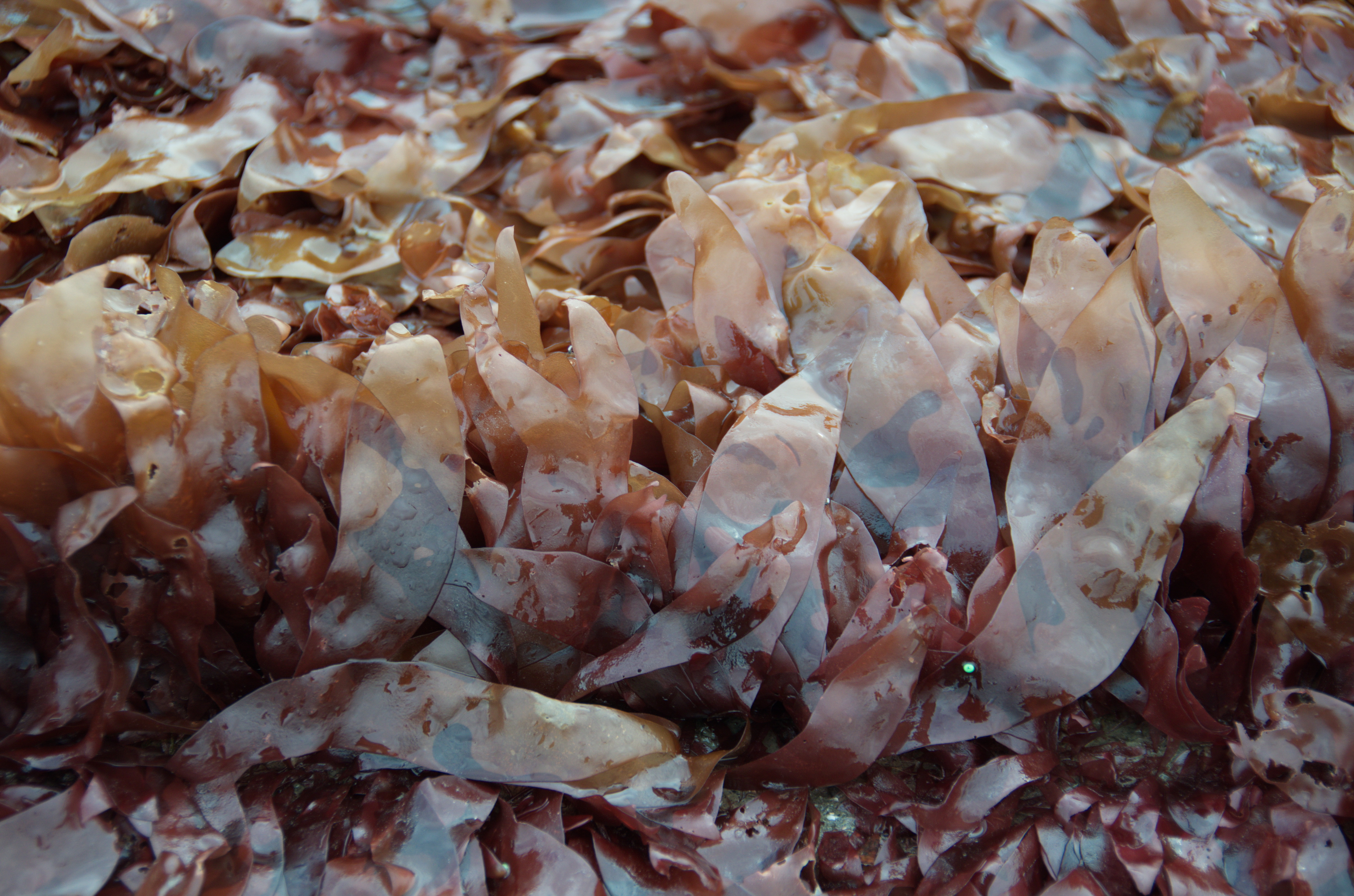 Palmaria hecatensis – M. Lindeberg · Cook Inlet · June 2016